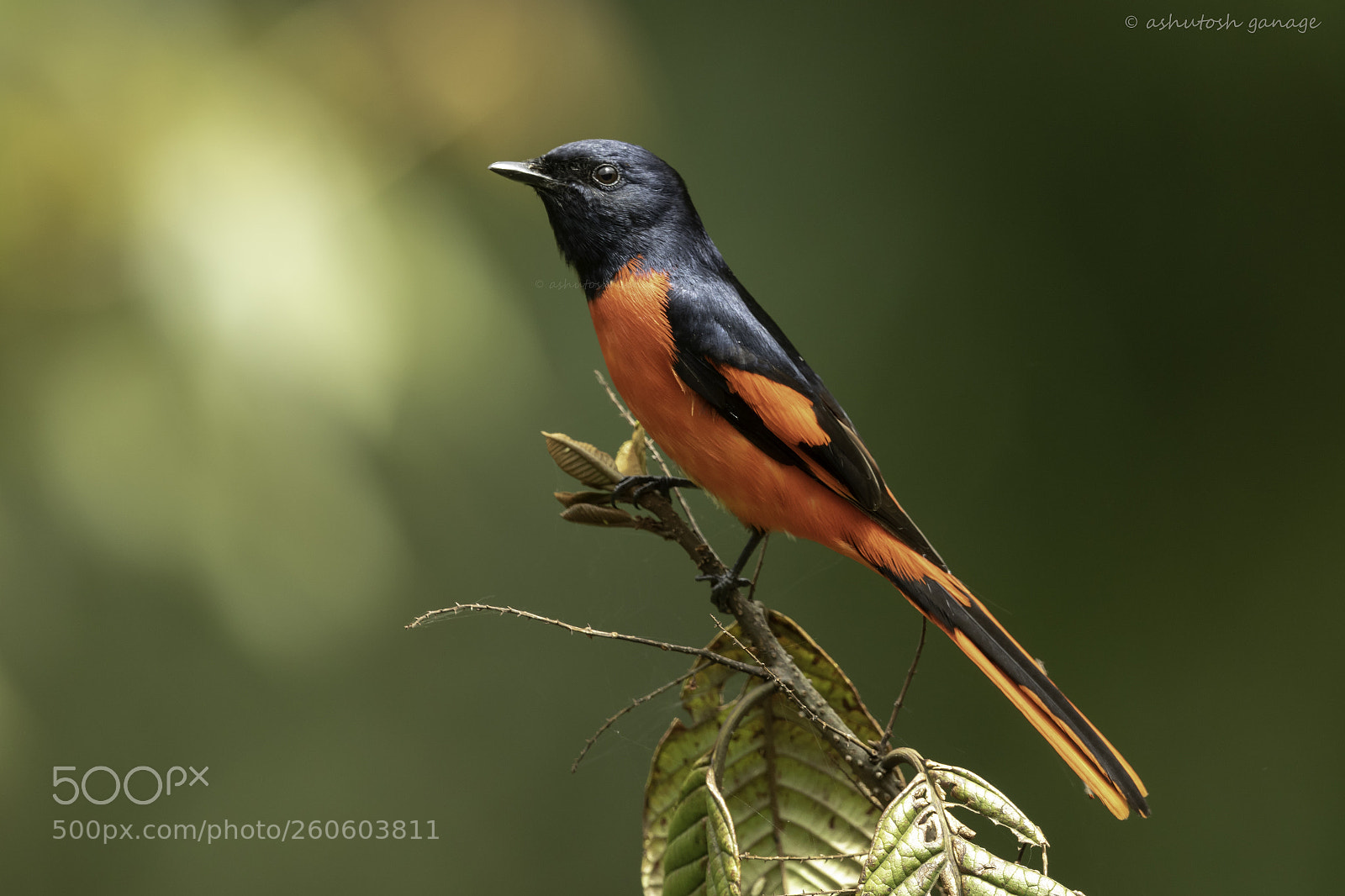Canon EOS 7D Mark II sample photo. Minivet photography