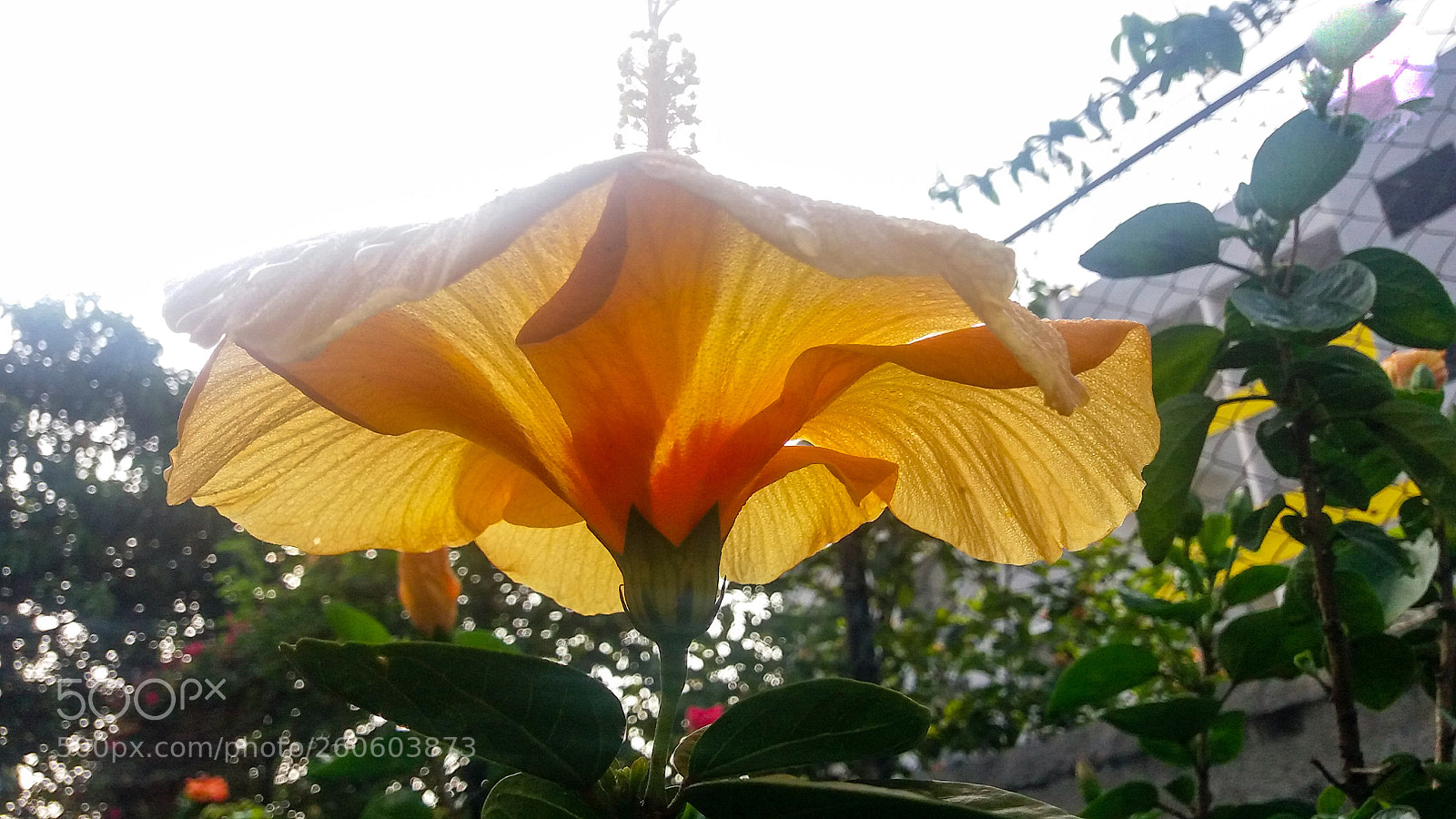 Samsung Galaxy J5 sample photo. Untitled photography