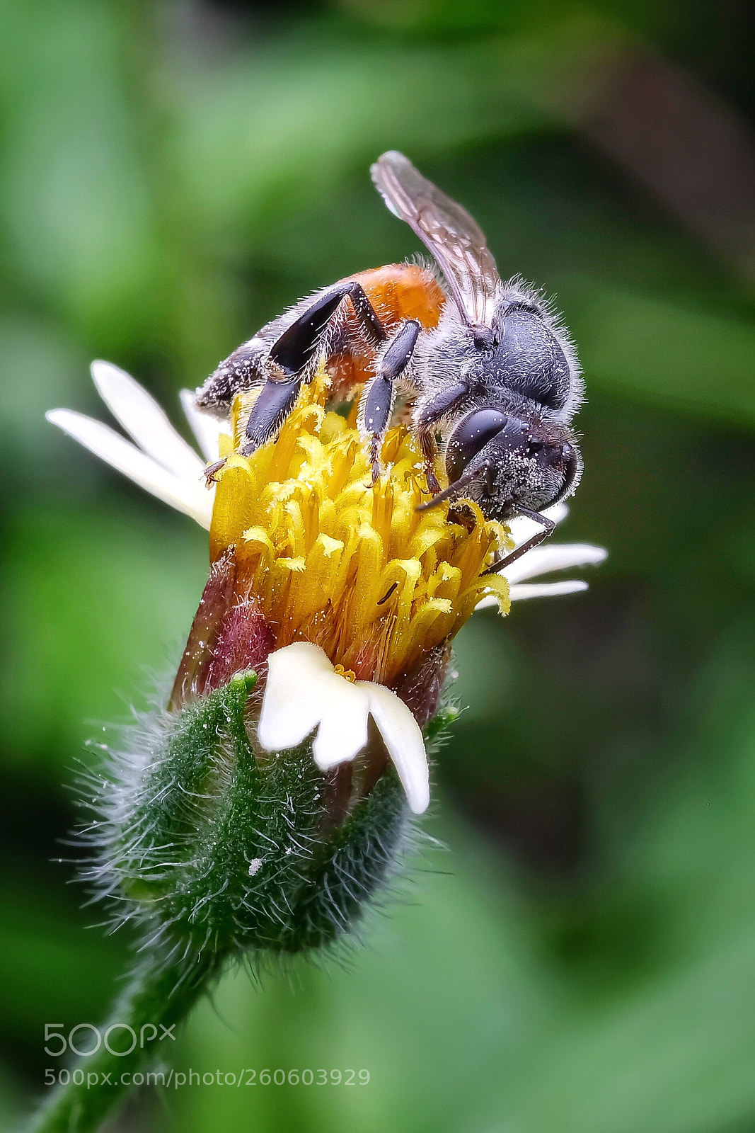 Fujifilm GFX 50S sample photo. Bee with small flower  photography