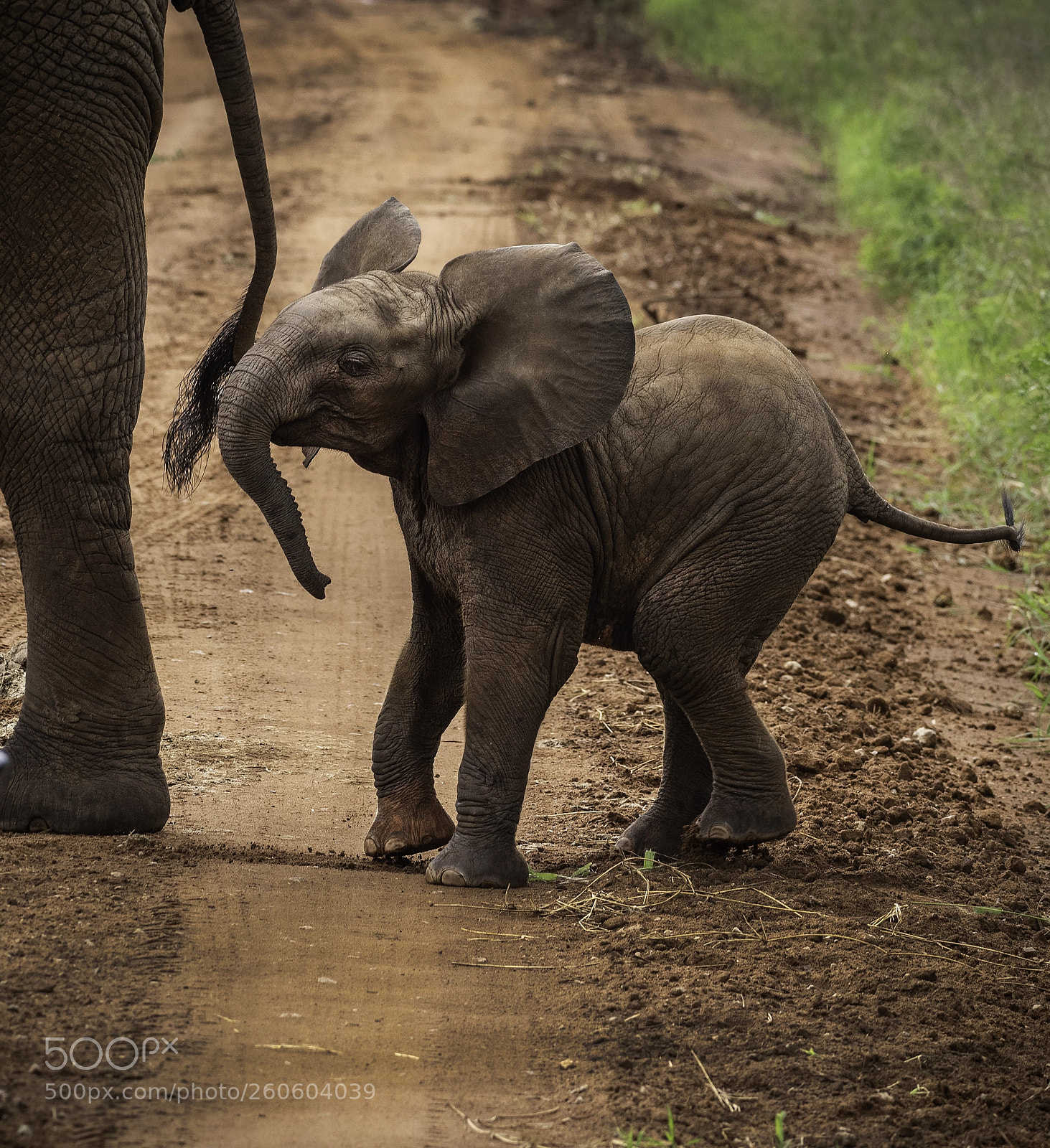 Nikon D810 sample photo. Baby steps photography