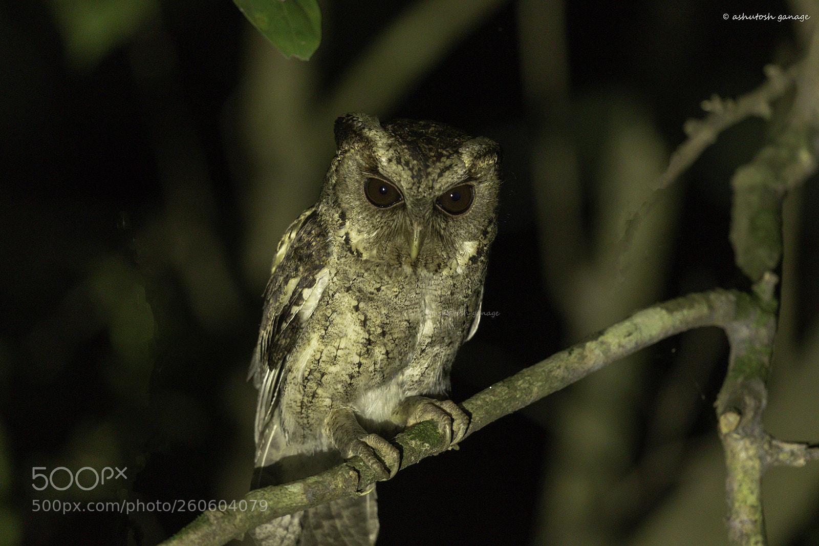 Canon EOS 7D Mark II sample photo. Collared scops owl photography