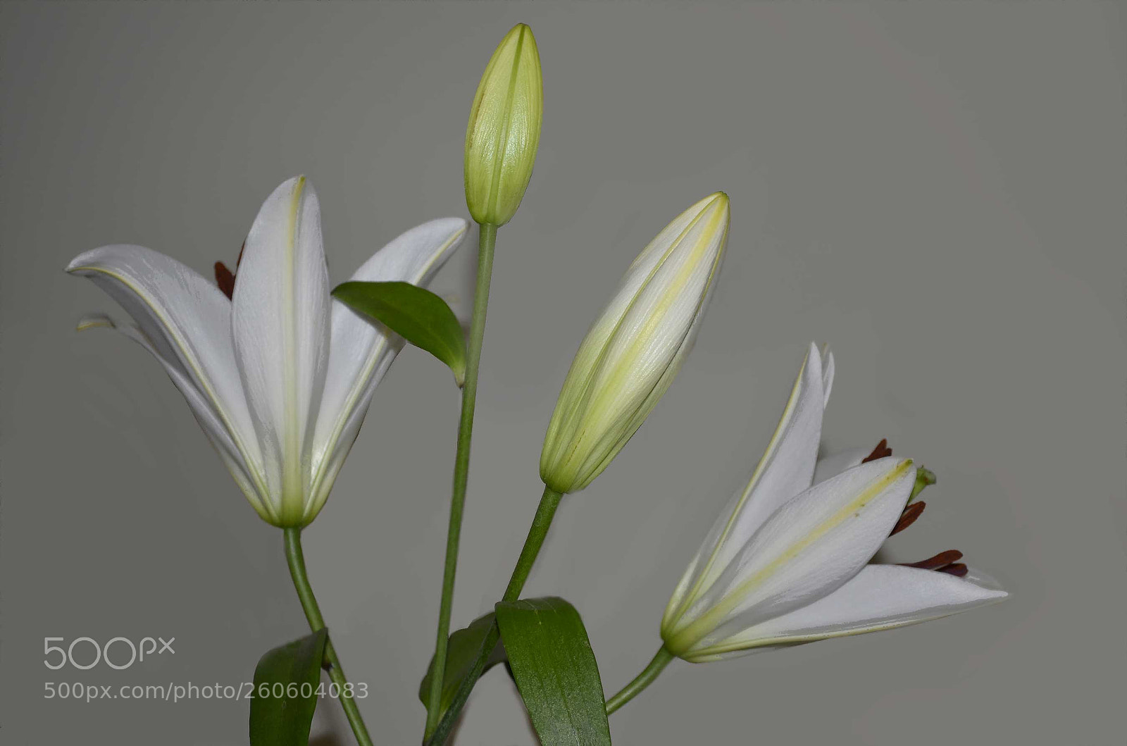 Nikon D5100 sample photo. White lilies photography