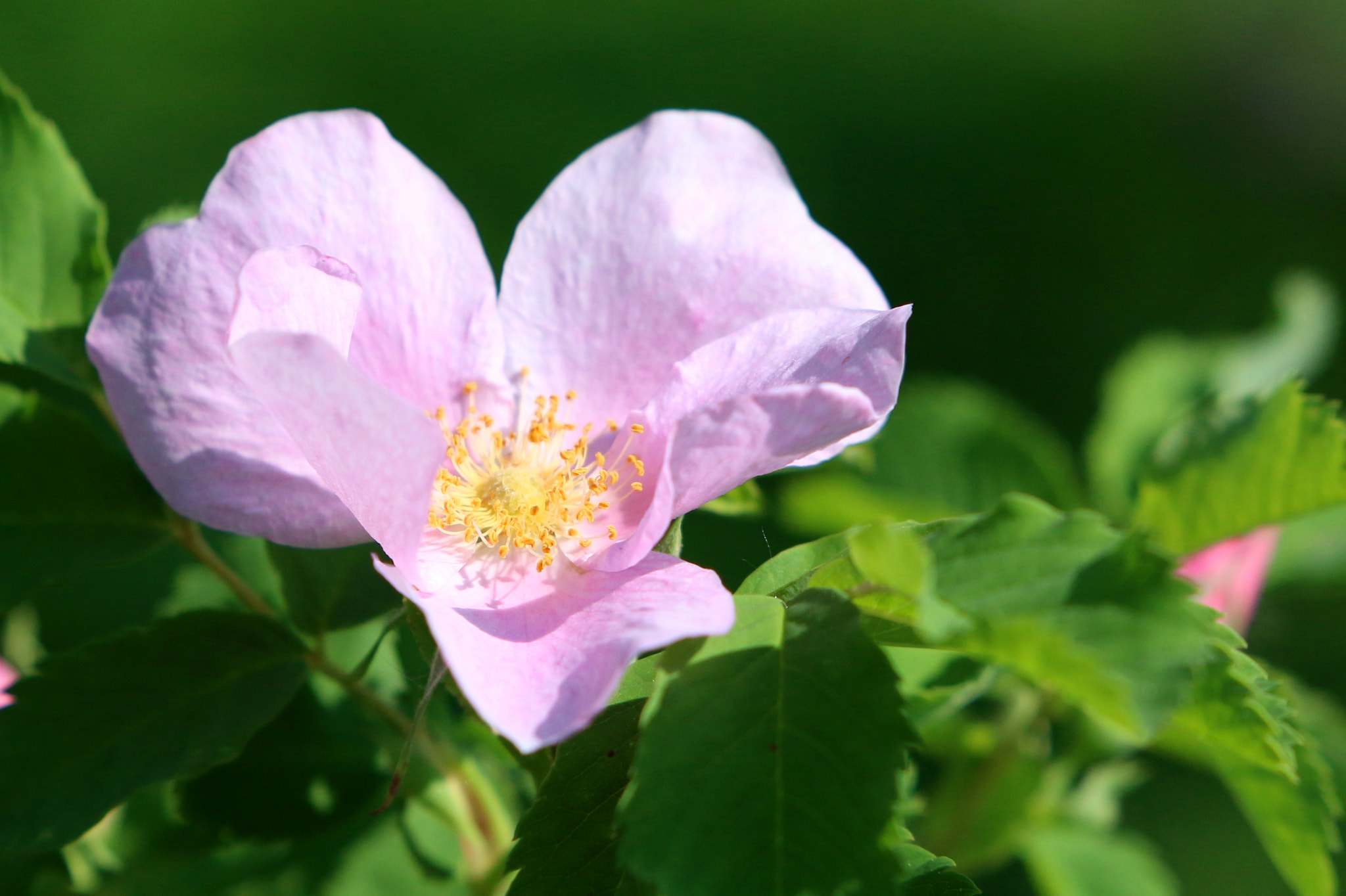 Canon EOS 70D + Canon EF 300mm F2.8L IS II USM sample photo. Spring flower photography