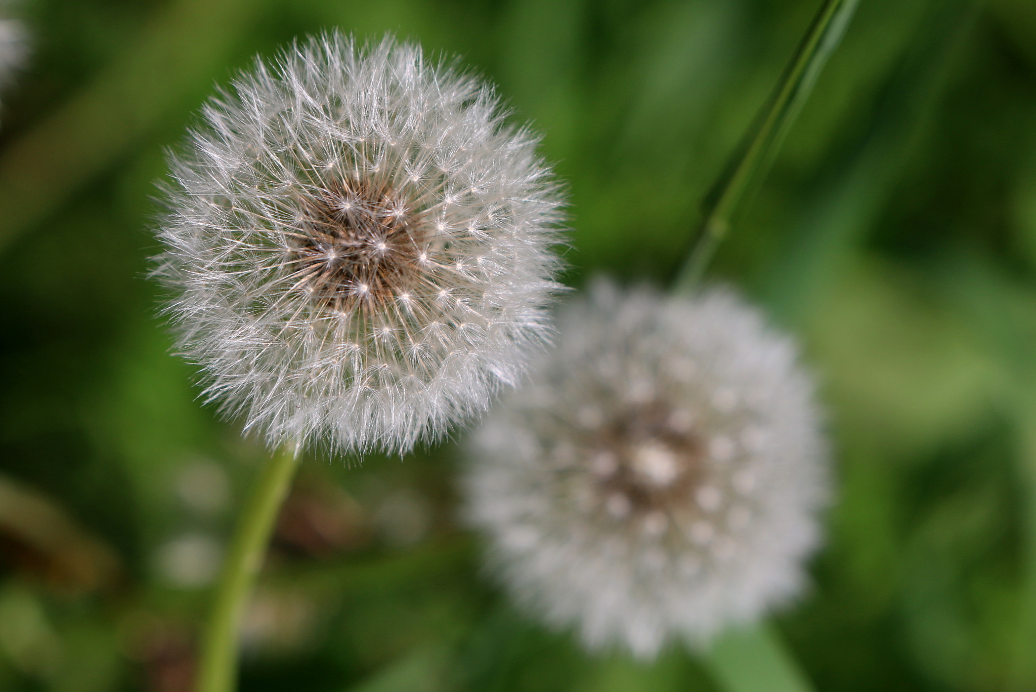 Canon EOS 70D + Canon EF 300mm F2.8L IS II USM sample photo. Dandelions photography