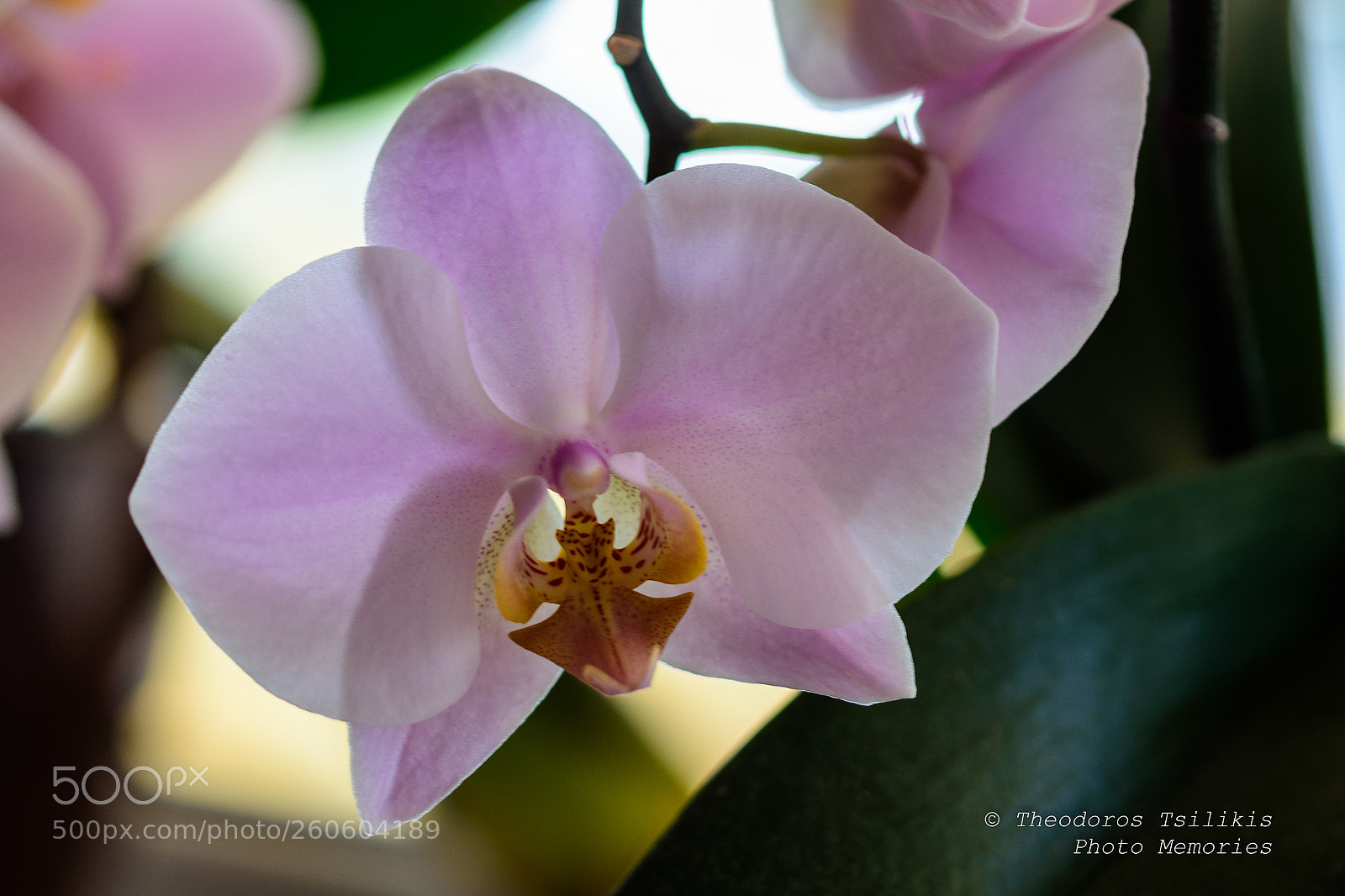 Nikon D7200 sample photo. Pure photography