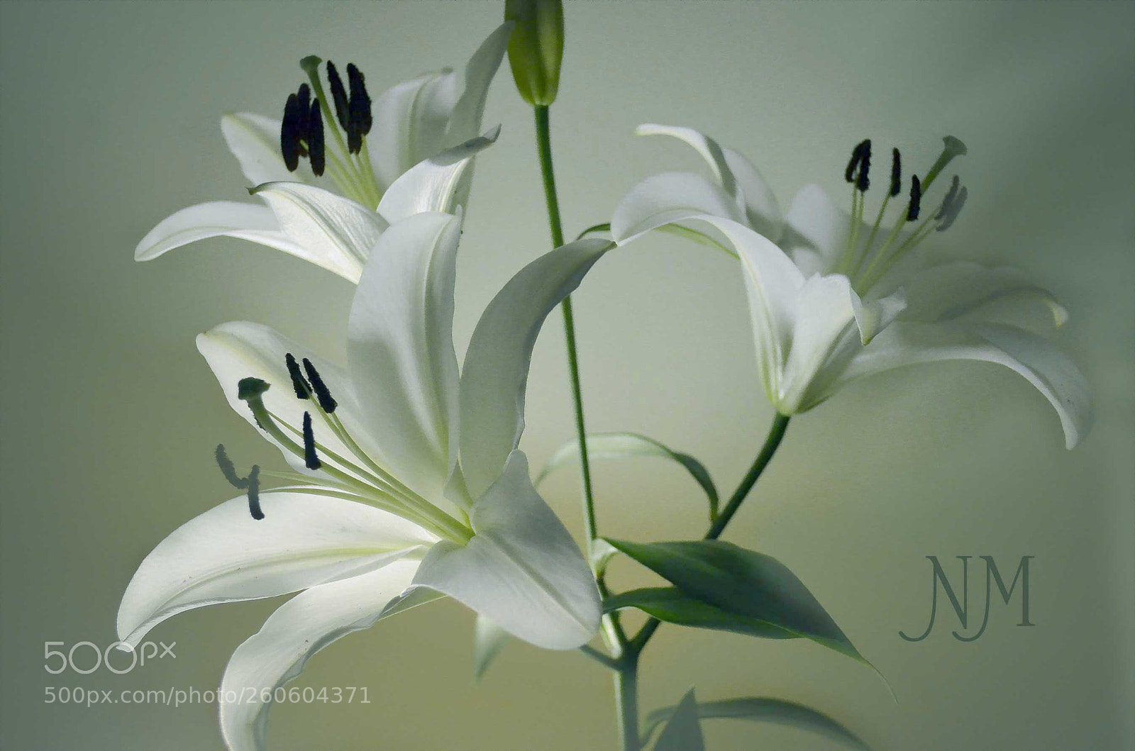 Nikon D5100 sample photo. Lilies and the light photography