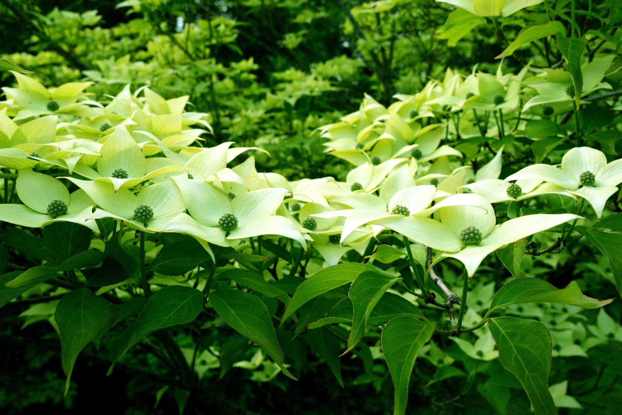 Nikon D600 + Tamron SP 35mm F1.8 Di VC USD sample photo. Dogwood blossoms photography