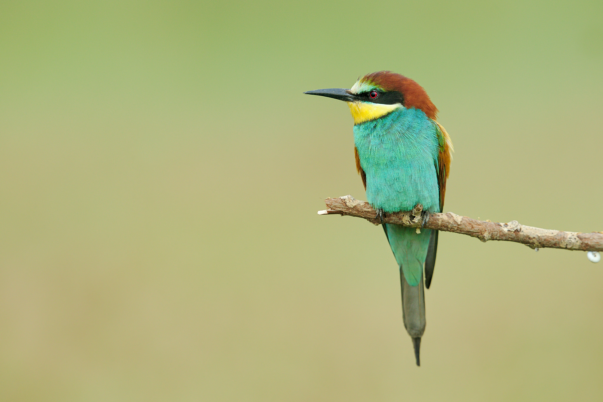 Canon EOS-1D X + Canon EF 300mm F2.8L IS II USM sample photo. Guêpier d'europe photography