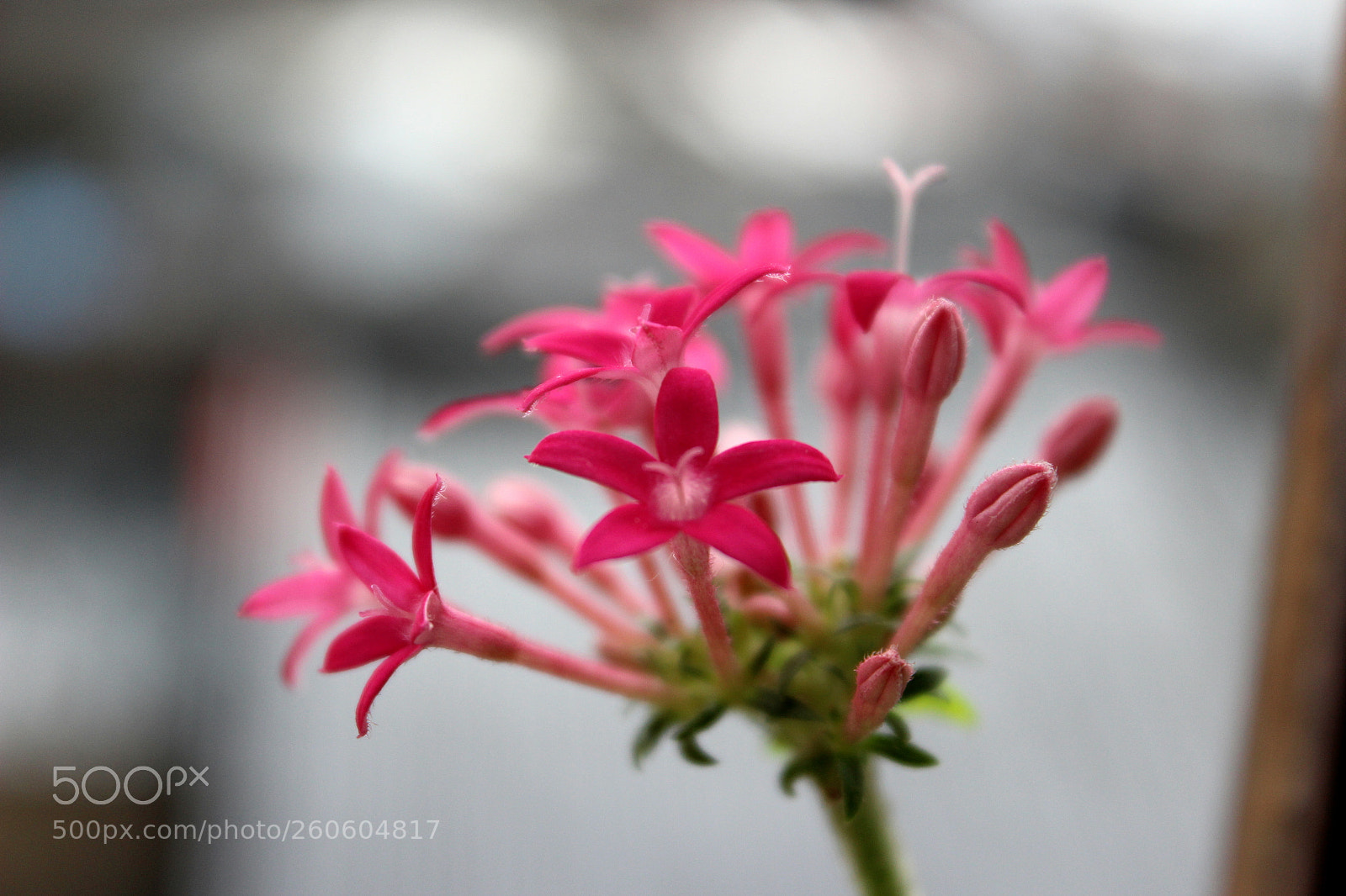 Canon EOS 1200D (EOS Rebel T5 / EOS Kiss X70 / EOS Hi) sample photo. Awesome blossom photography