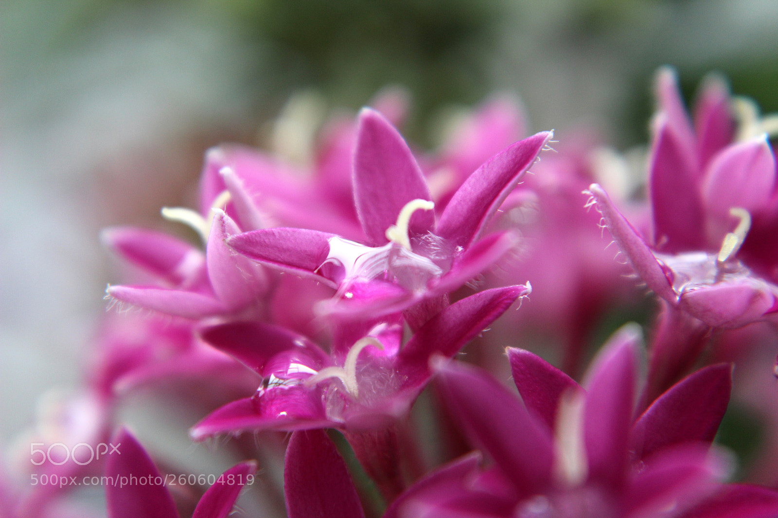 Canon EOS 1200D (EOS Rebel T5 / EOS Kiss X70 / EOS Hi) sample photo. Awesome blossom photography