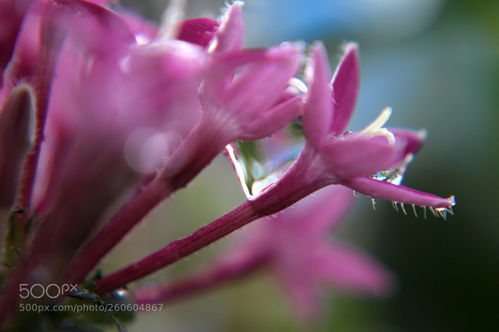 Canon EOS 1200D (EOS Rebel T5 / EOS Kiss X70 / EOS Hi) sample photo. Awesome blossom photography