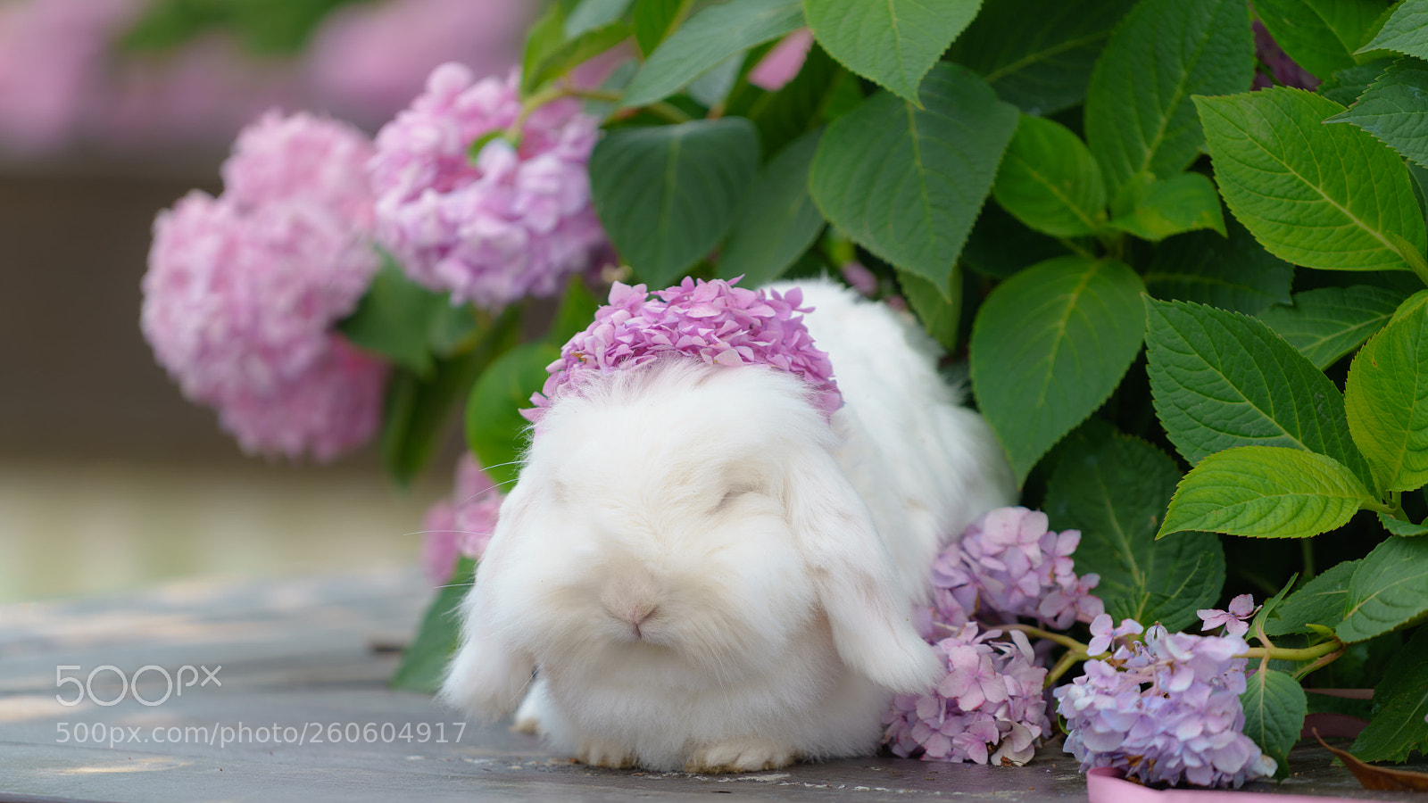 Sony a7R III sample photo. Bunny & flower photography
