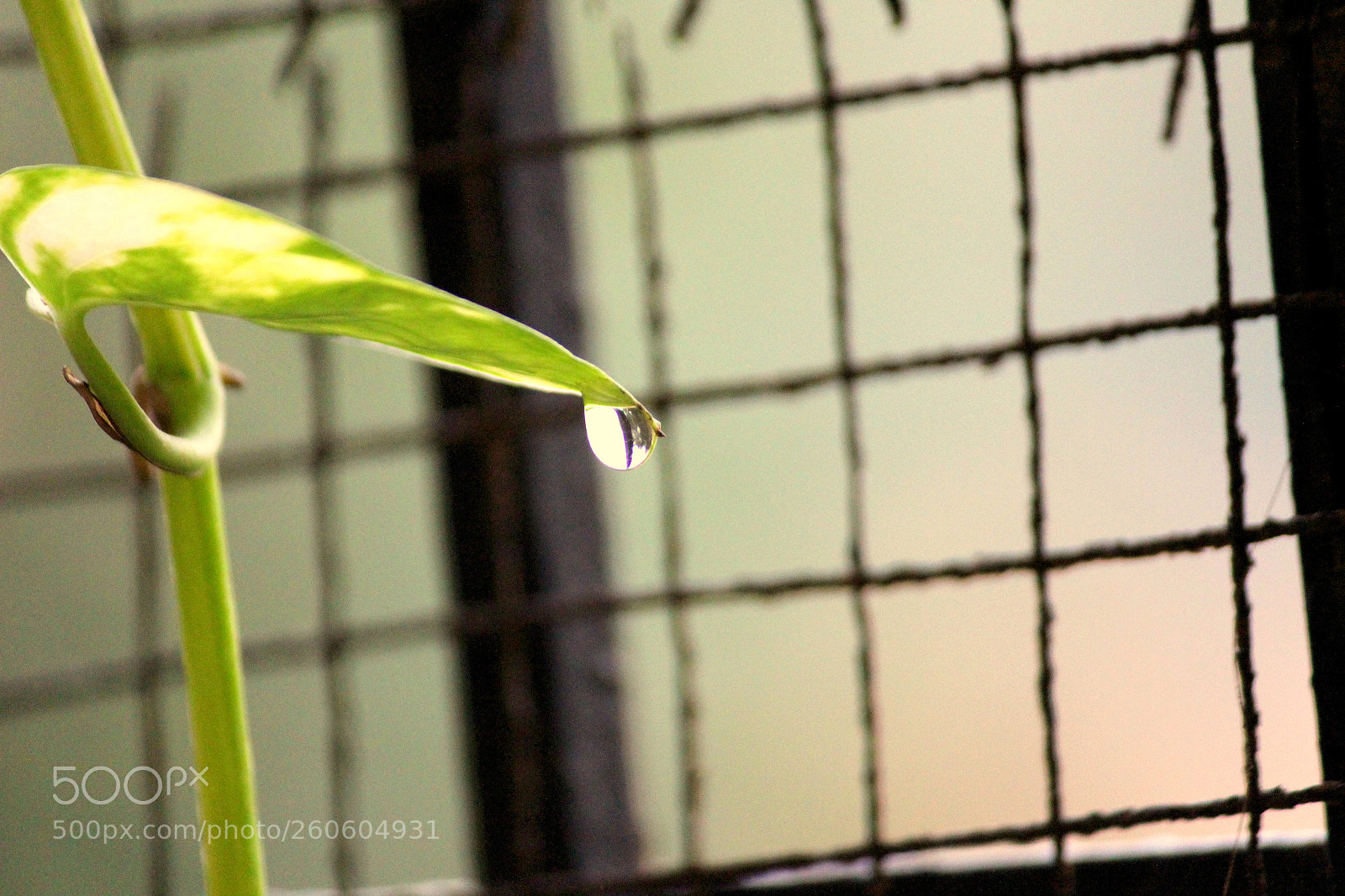Canon EF-S 55-250mm F4-5.6 IS II sample photo. Img photography