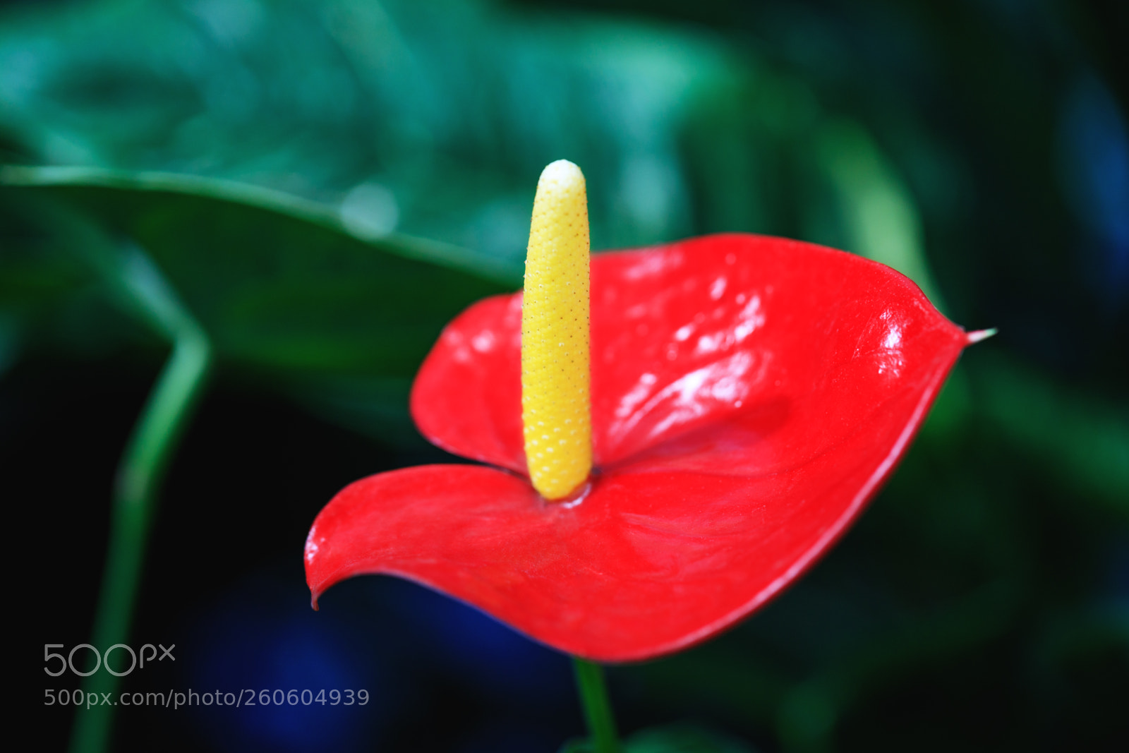 Canon EOS 5D Mark IV sample photo. Beautiful tropical plant photography