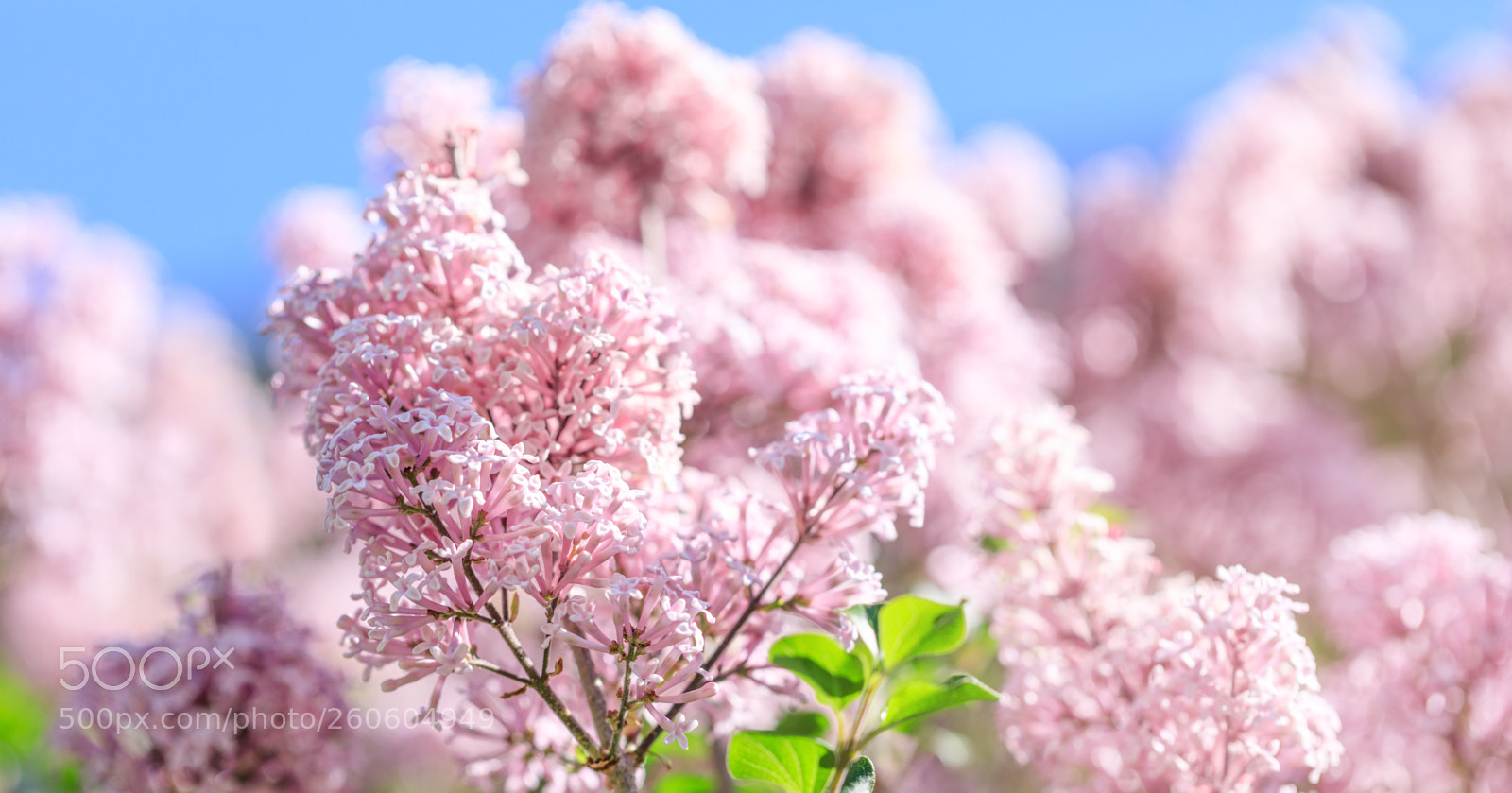 Canon EOS 5D Mark IV sample photo. Fragrant lilac blossoms syringa photography