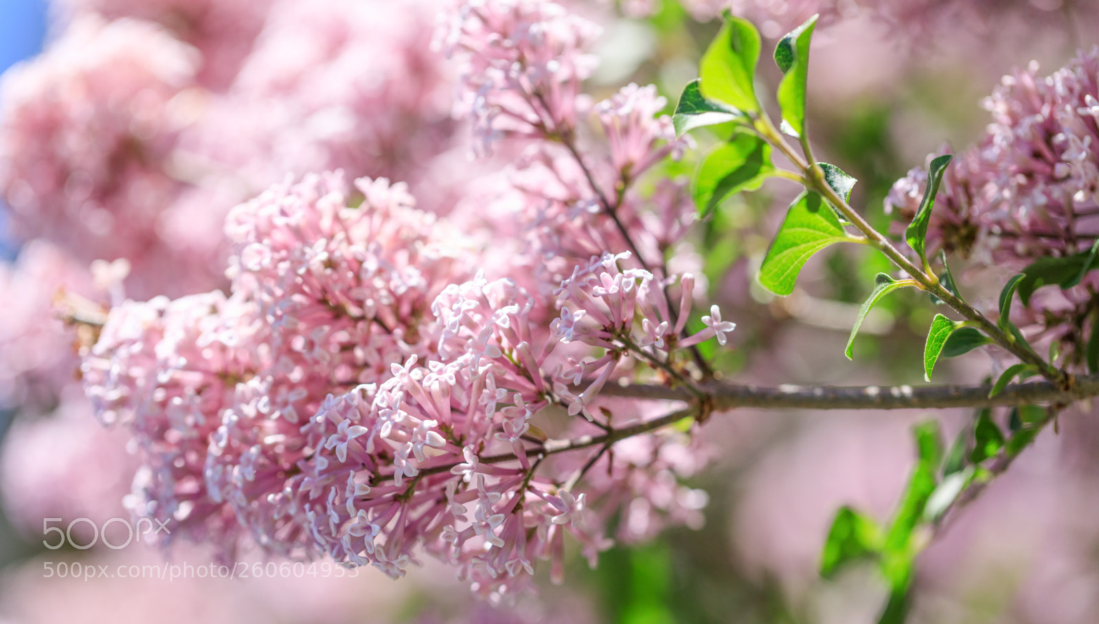 Canon EOS 5D Mark IV sample photo. Spring or summer floral photography