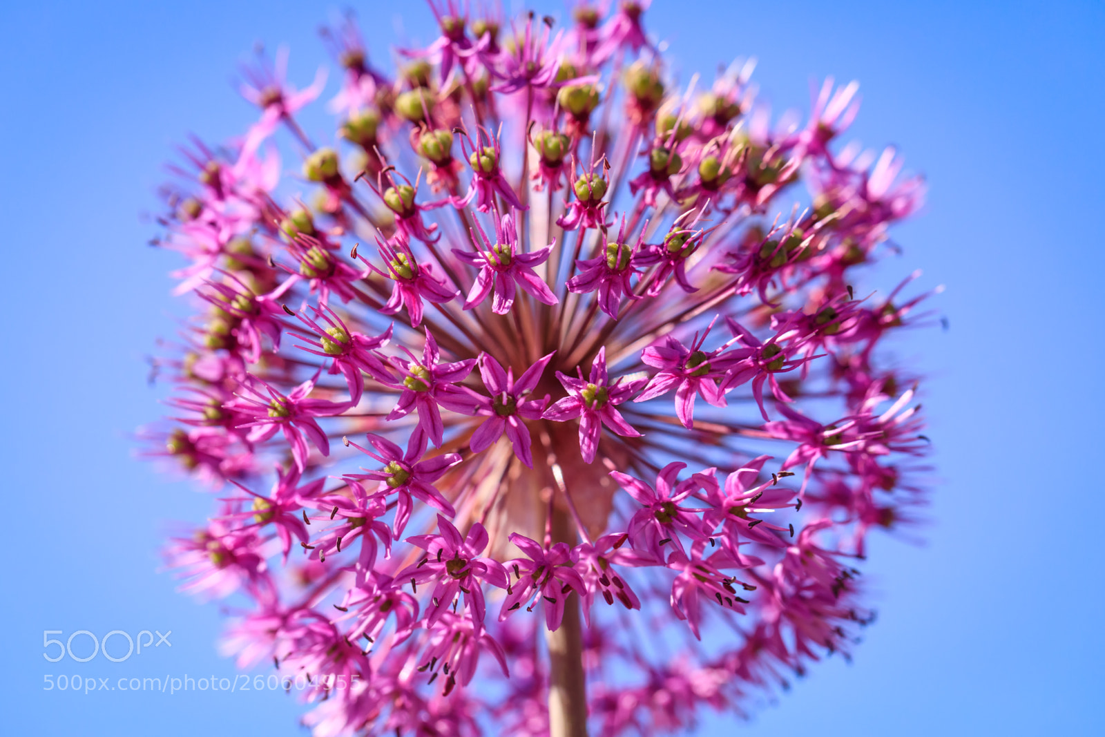 Canon EOS 5D Mark IV sample photo. Violet flower on a photography