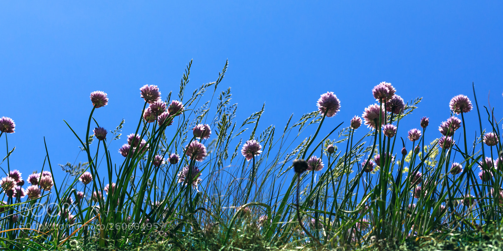 Canon EOS 5D Mark IV sample photo. Summer field with silybum photography