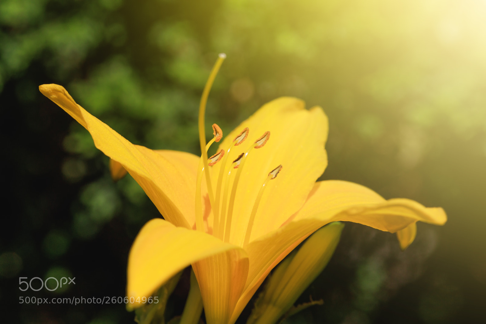 Canon EOS 5D Mark IV sample photo. Yellow flower of lily photography