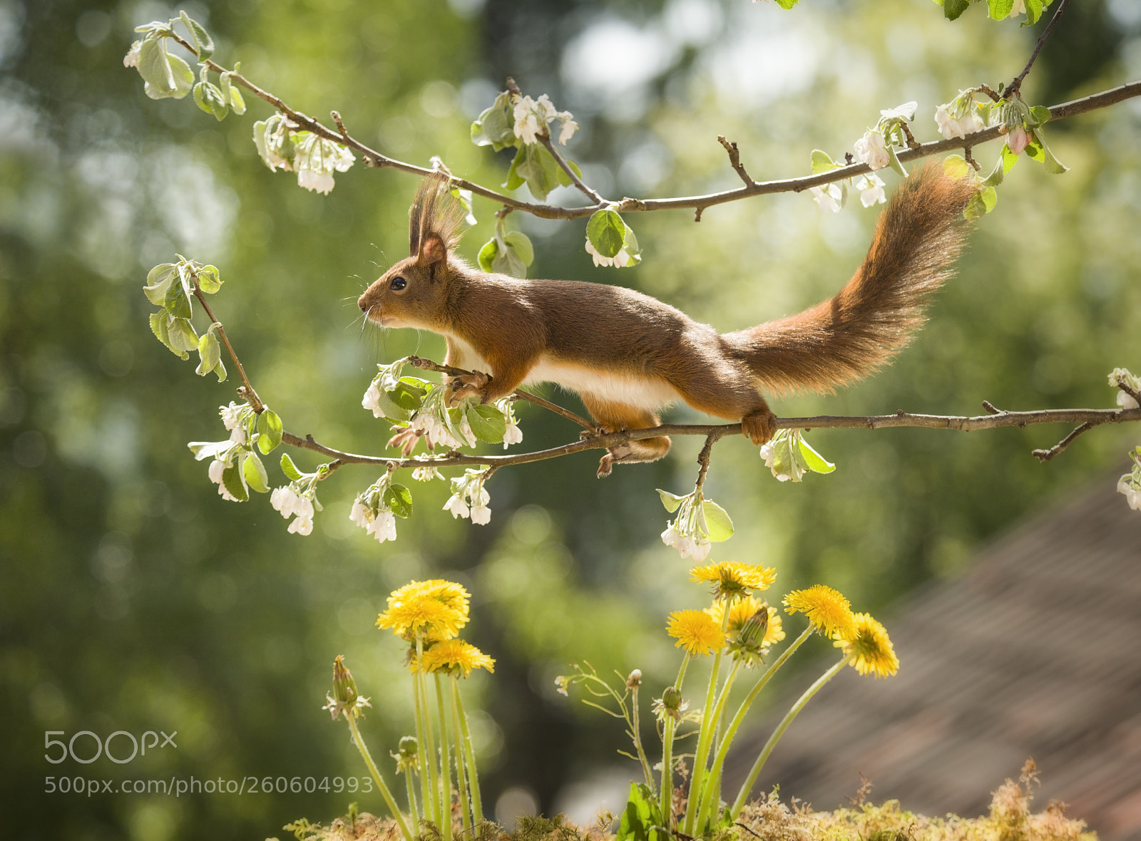 Nikon D810 sample photo. Red squirrel standing above photography