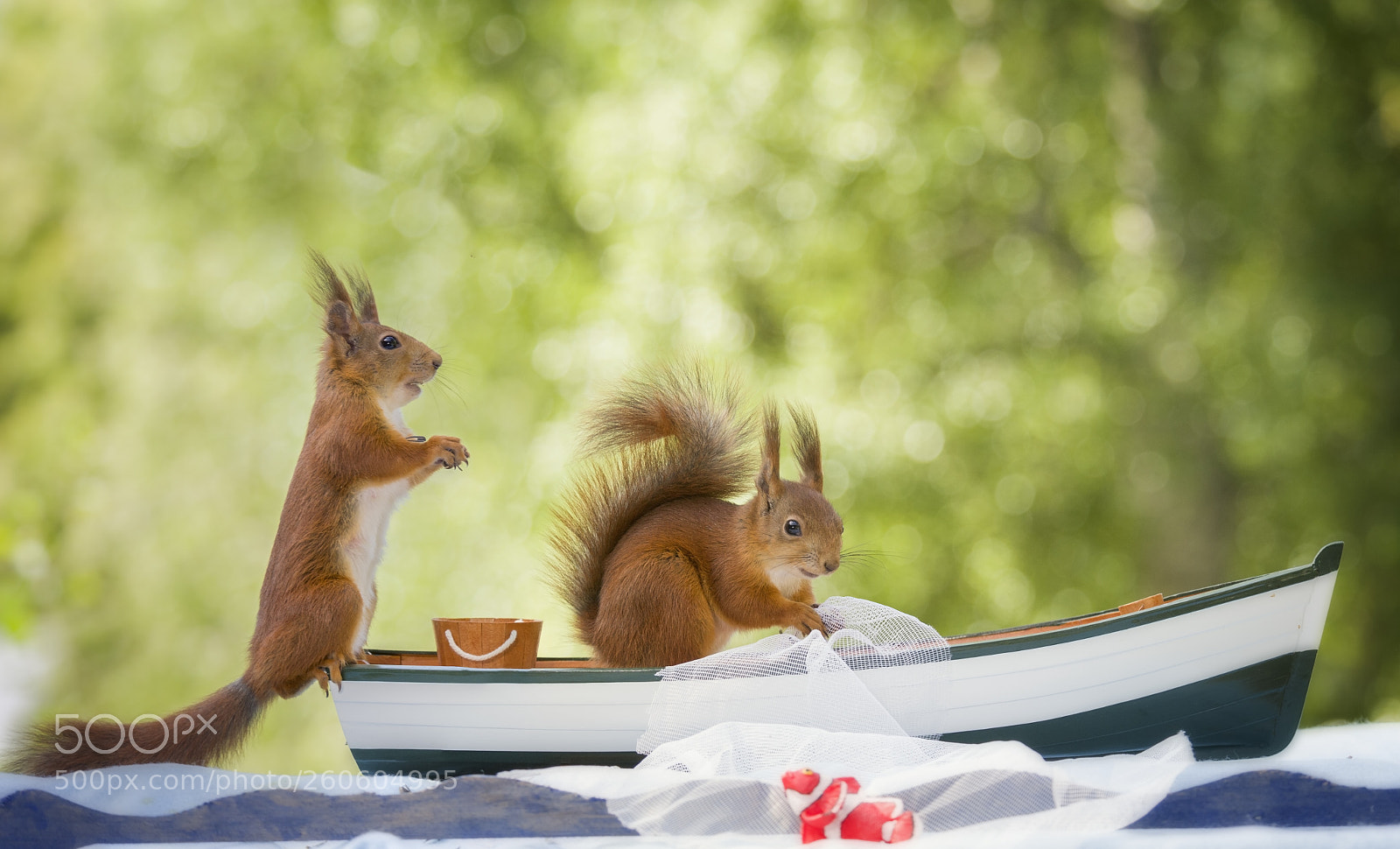 Nikon D810 sample photo. Red squirrels in a photography