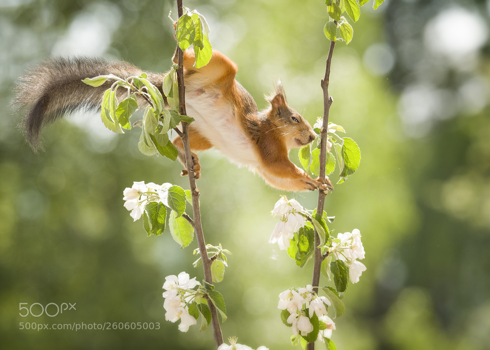 Nikon D810 sample photo. Red squirrel is holding photography