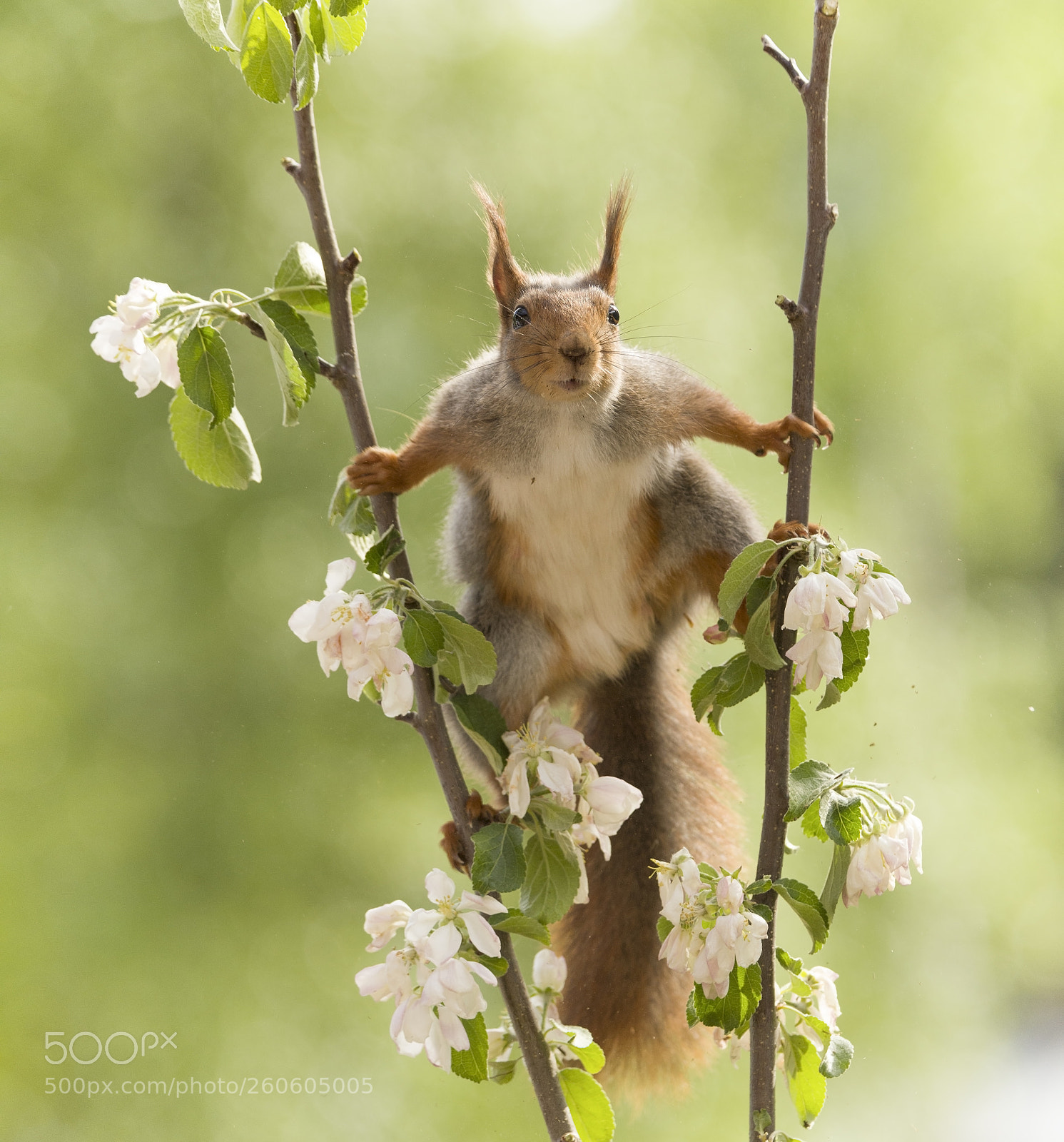 Nikon D810 sample photo. Red squirrel is holding photography
