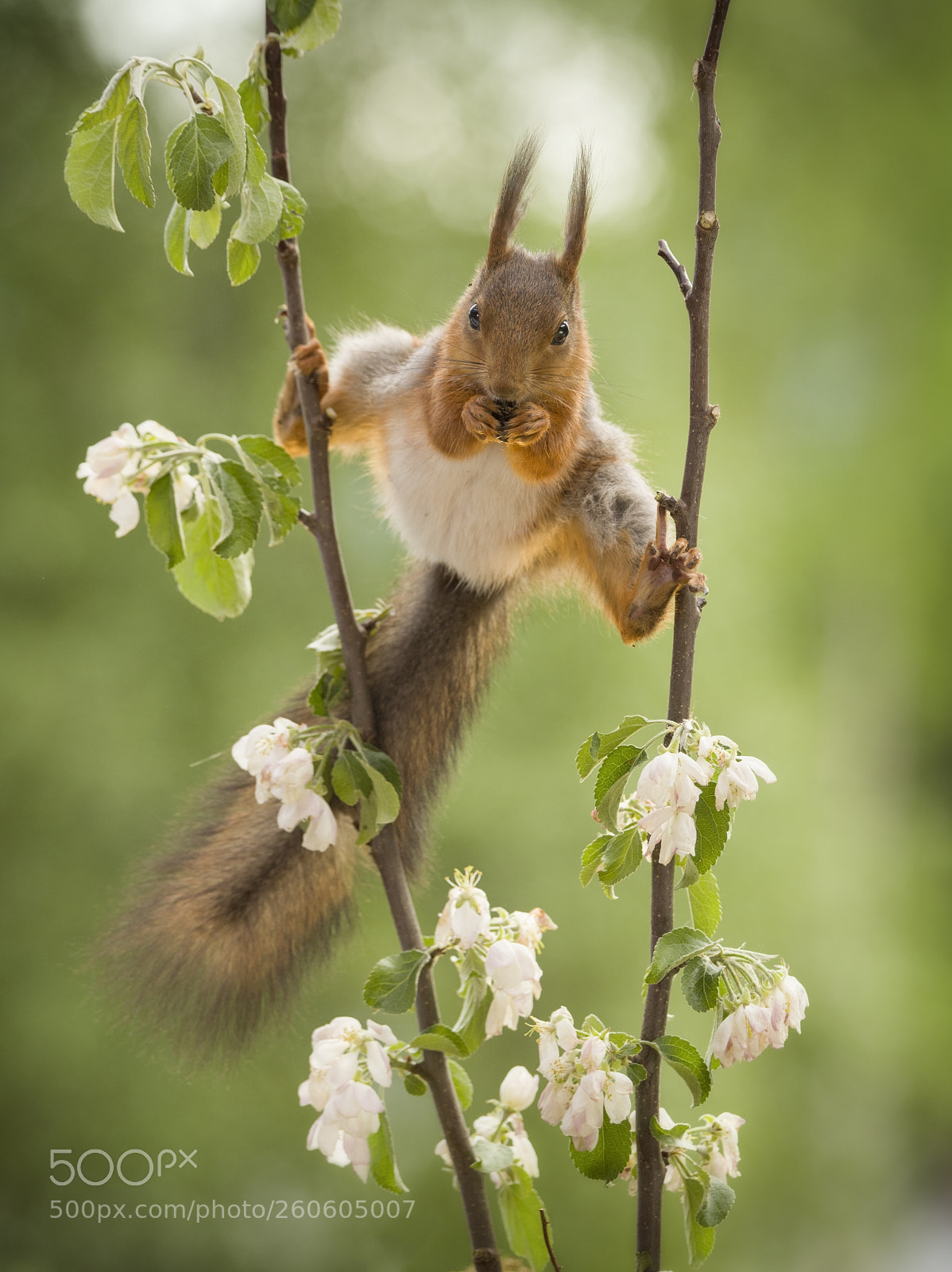Nikon D810 sample photo. Squirrel in a split photography