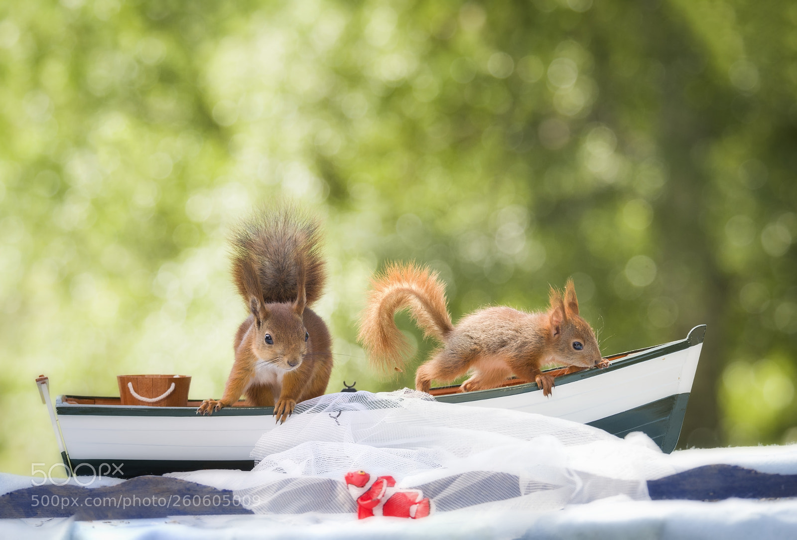 Nikon D810 sample photo. Red squirrels stand in photography