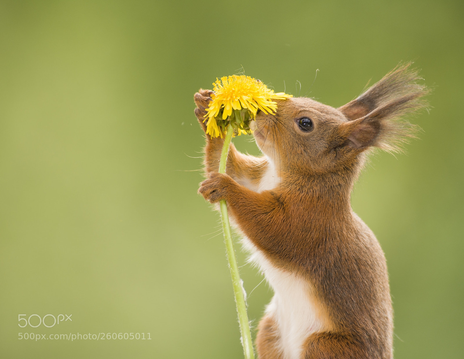 Nikon D810 sample photo. Red squirrel is smelling photography