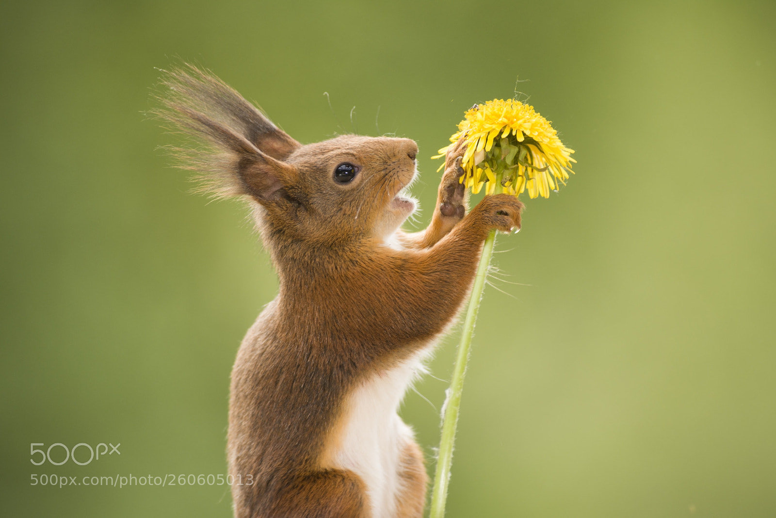 Nikon D810 sample photo. Red squirrel is talking photography