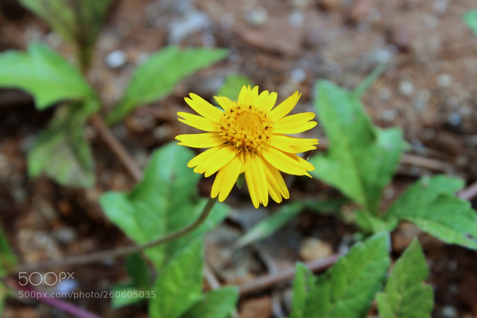 Canon EOS 1200D (EOS Rebel T5 / EOS Kiss X70 / EOS Hi) sample photo. Img photography