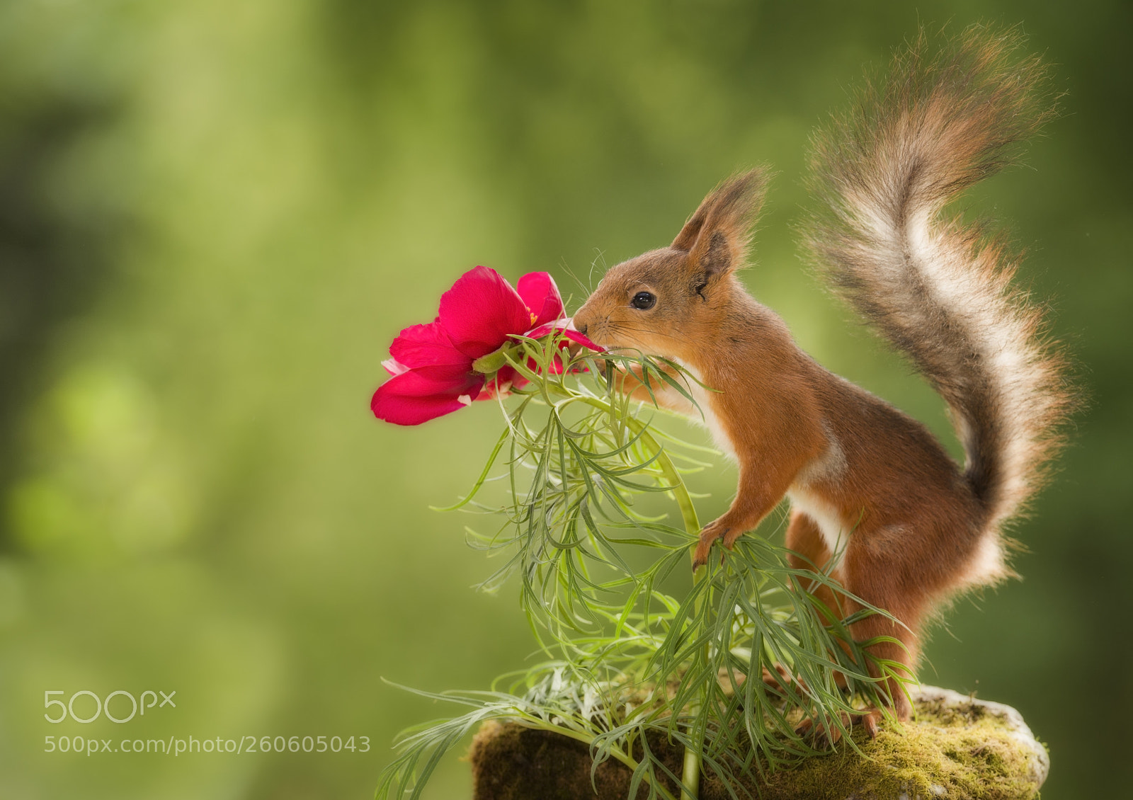 Nikon D810 sample photo. Red squirrel with the photography