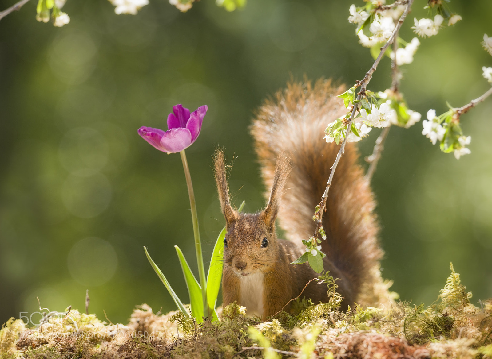 Nikon D810 sample photo. Red squirrel looks at photography