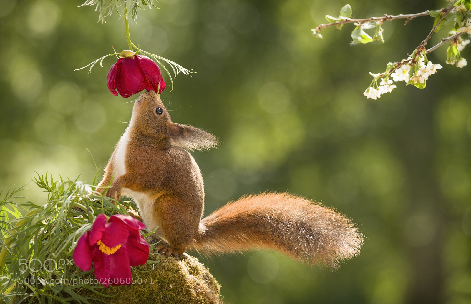 Nikon D810 sample photo. Red squirrel looking up photography