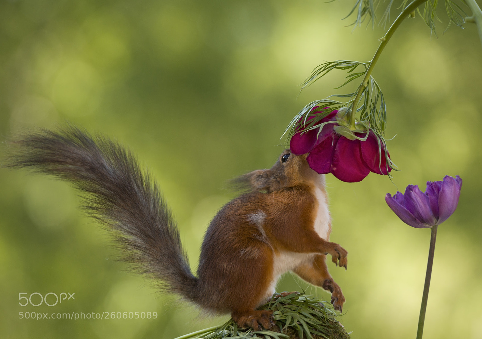 Nikon D810 sample photo. Red squirrel with nose photography