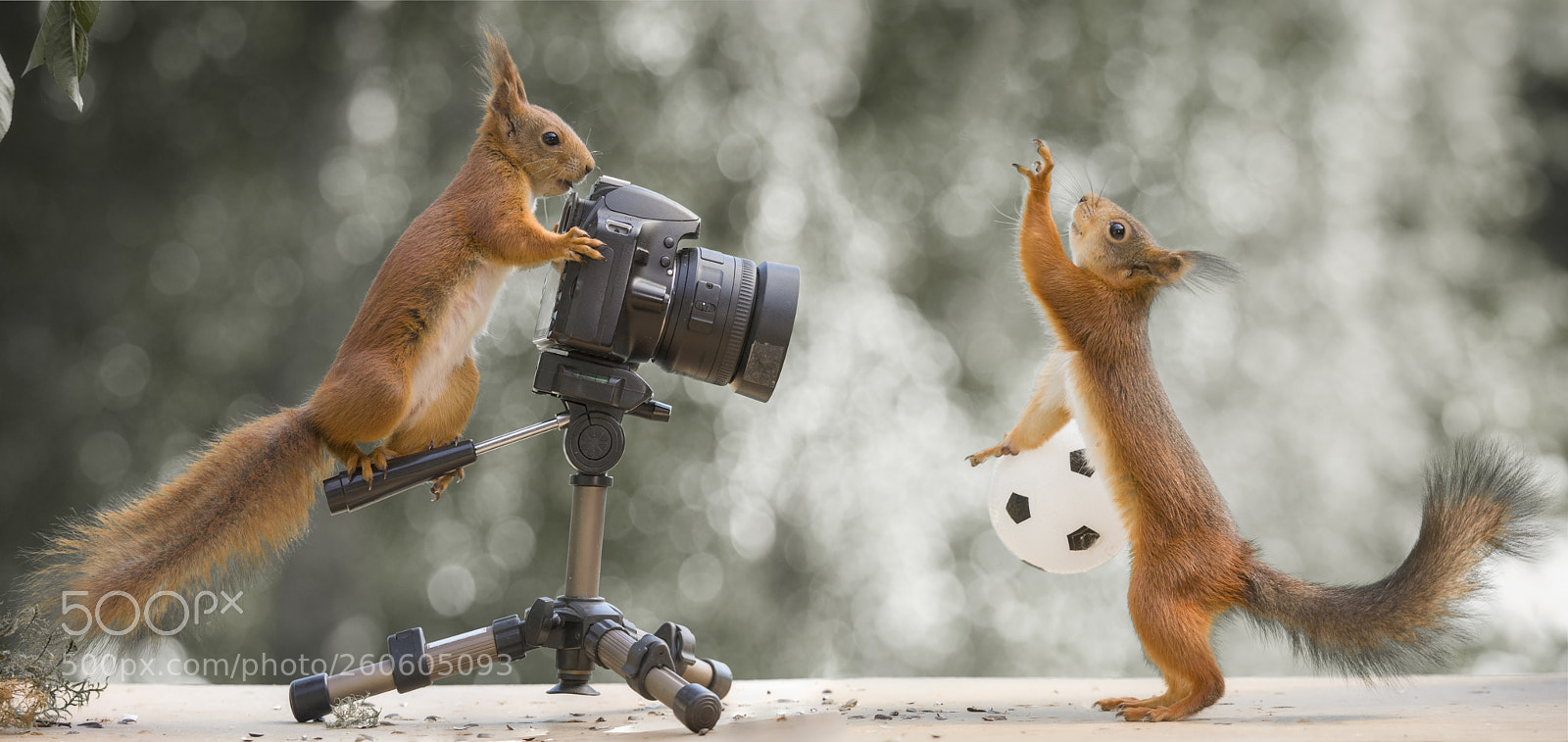 Nikon D810 sample photo. Red squirrels with an photography