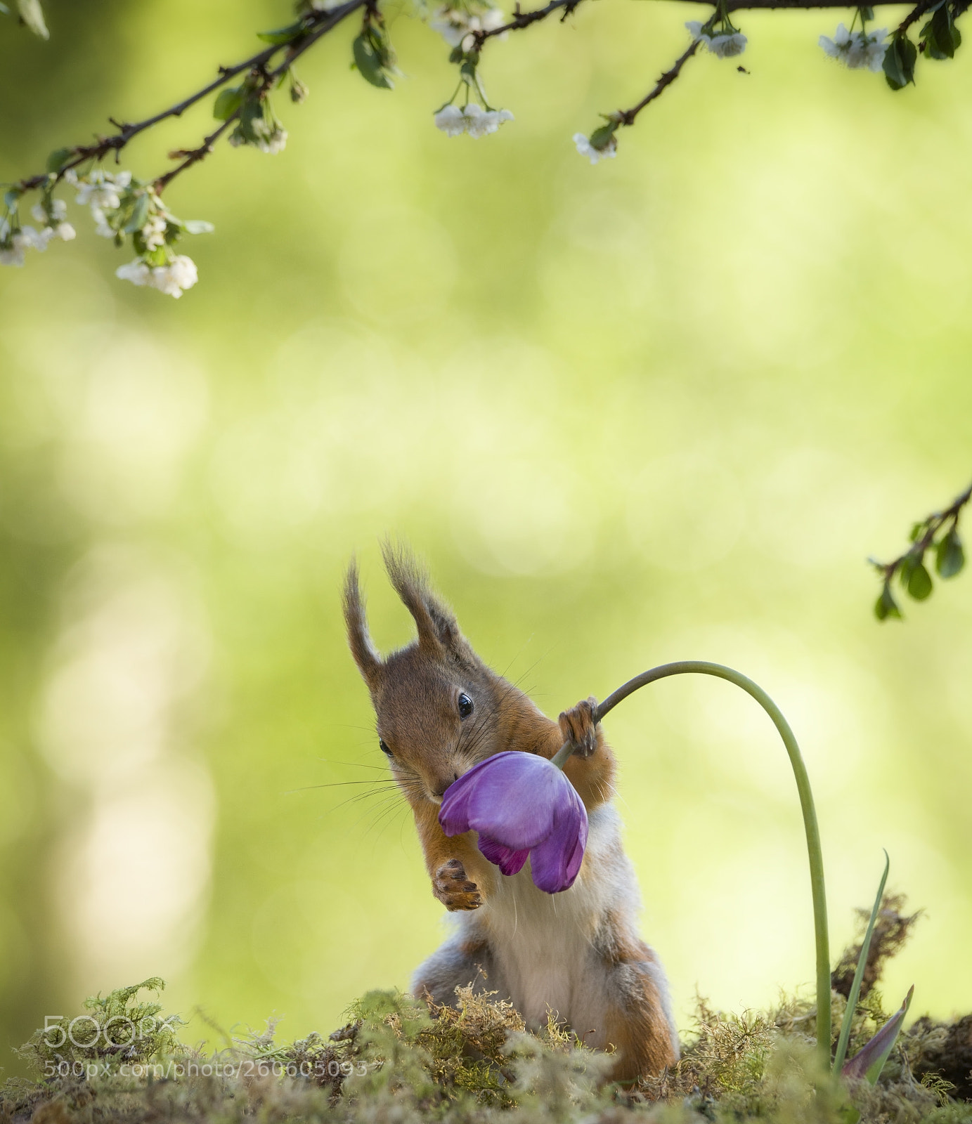 Nikon D810 sample photo. Red squirrel is bending photography