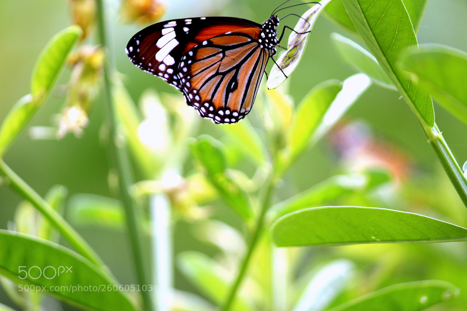 Canon EF-S 55-250mm F4-5.6 IS II sample photo. Img photography