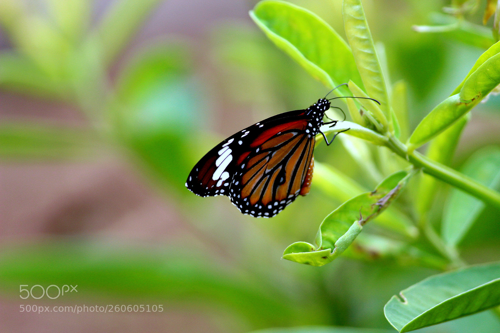 Canon EF-S 55-250mm F4-5.6 IS II sample photo. Img photography