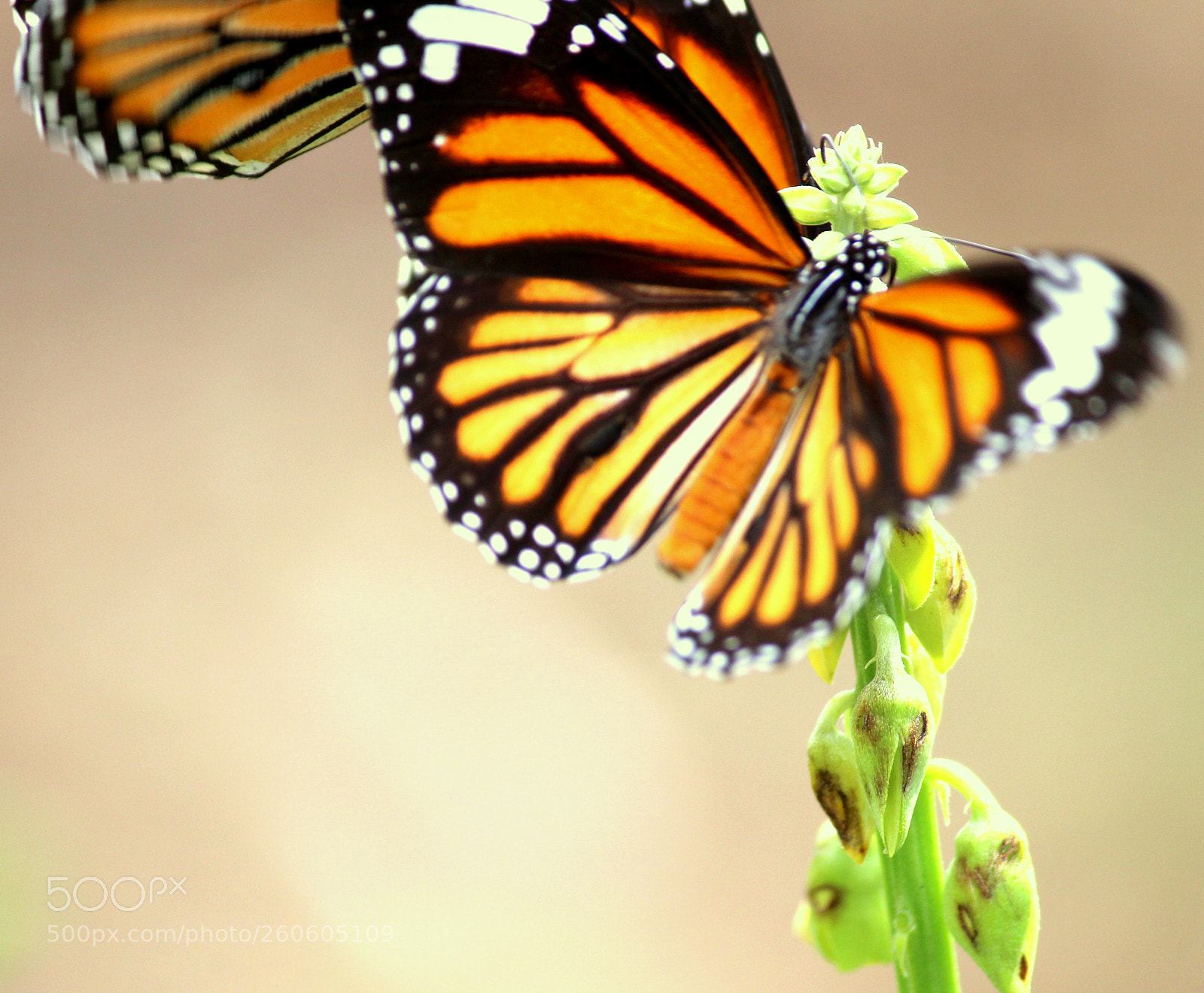 Canon EF-S 55-250mm F4-5.6 IS II sample photo. Img photography