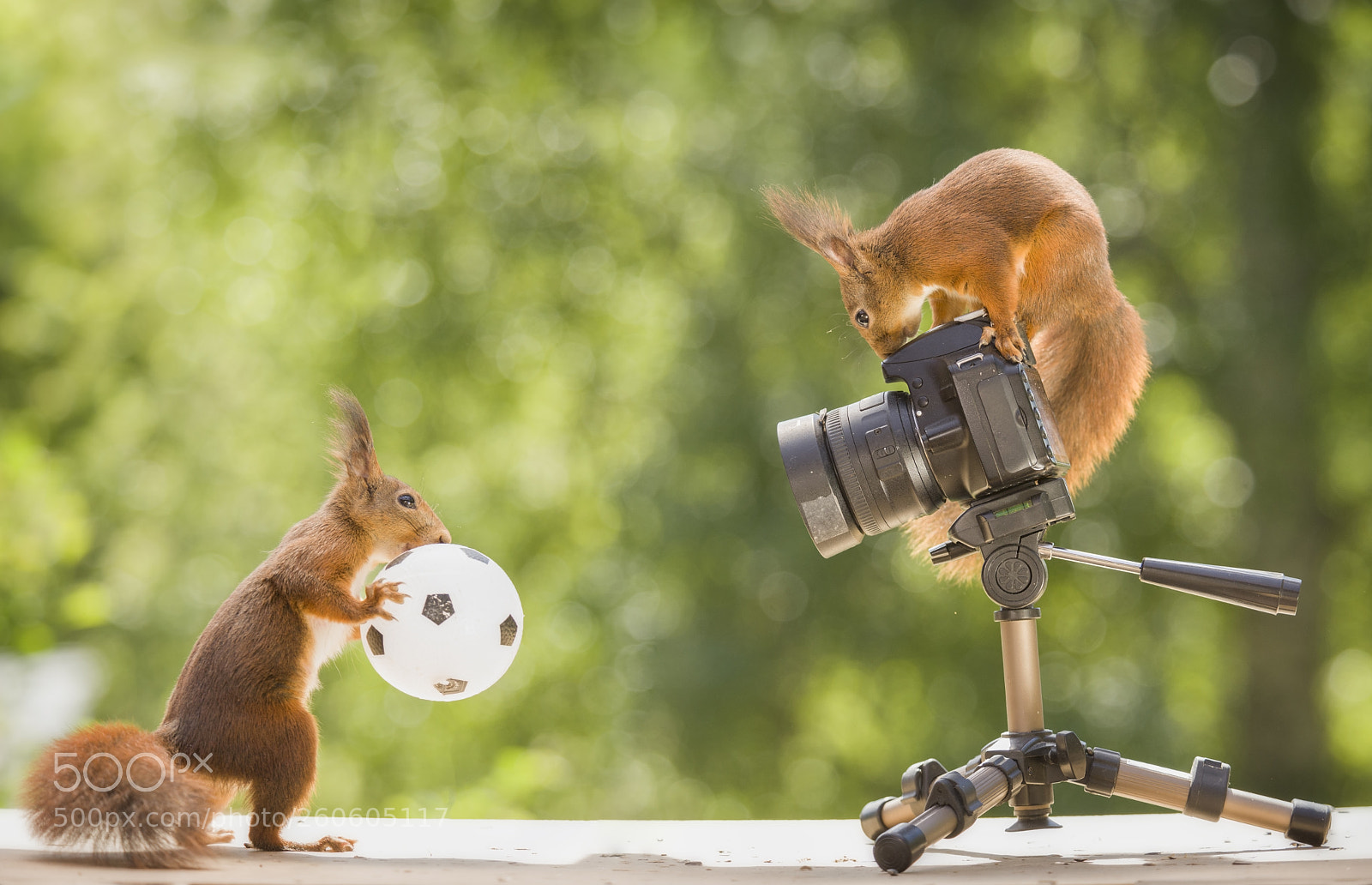 Nikon D810 sample photo. Red squirrels on a photography