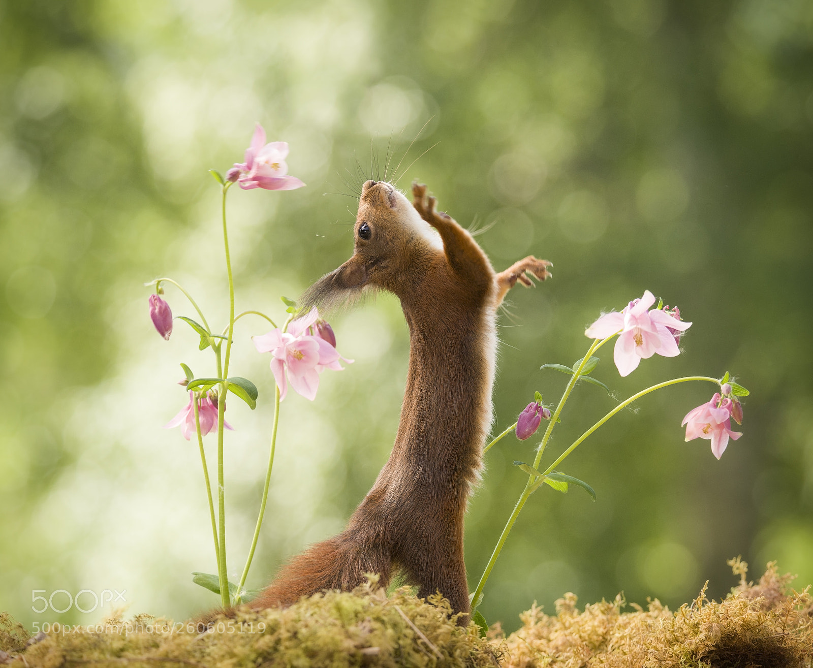 Nikon D810 sample photo. Red squirrel reaches up photography