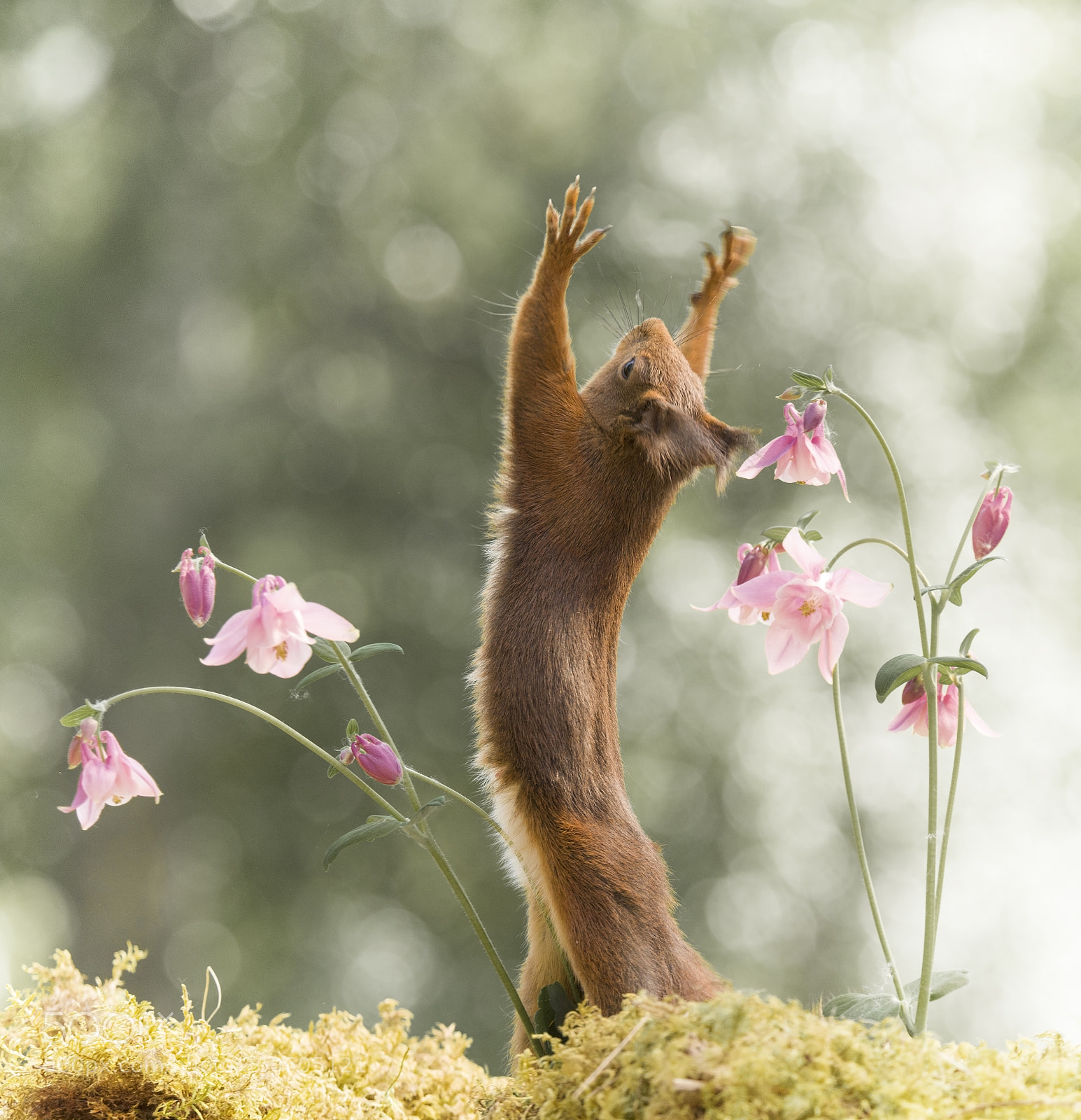 Nikon D810 sample photo. Red squirrel towards the photography