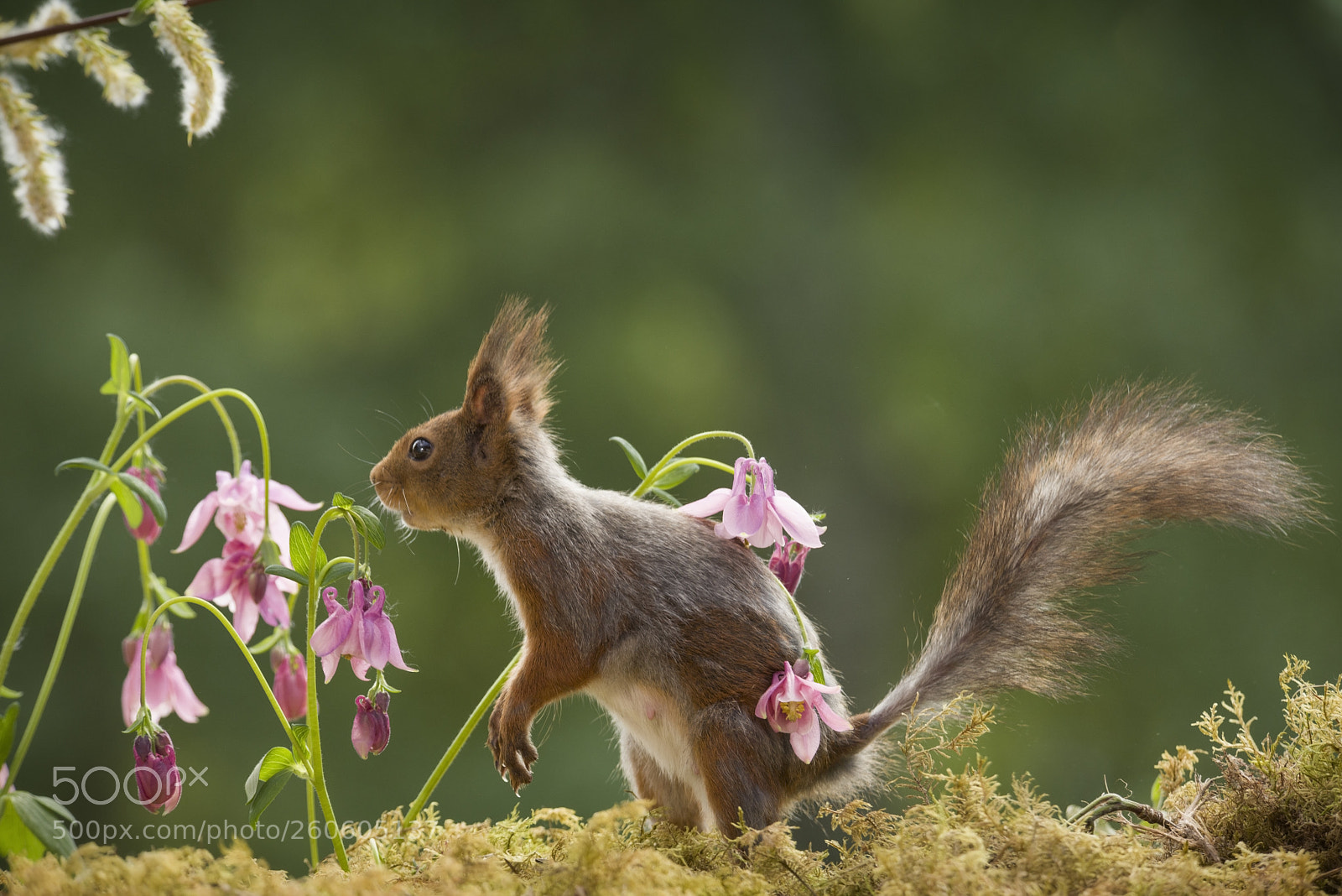 Nikon D810 sample photo. Profile of a red photography