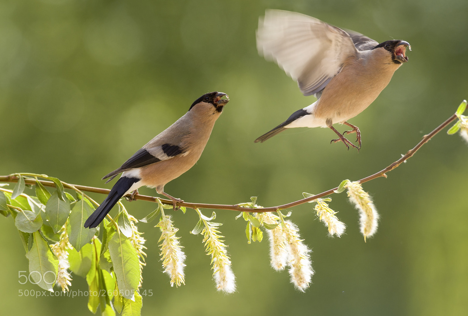 Nikon D810 sample photo. Two female bullfinch with photography