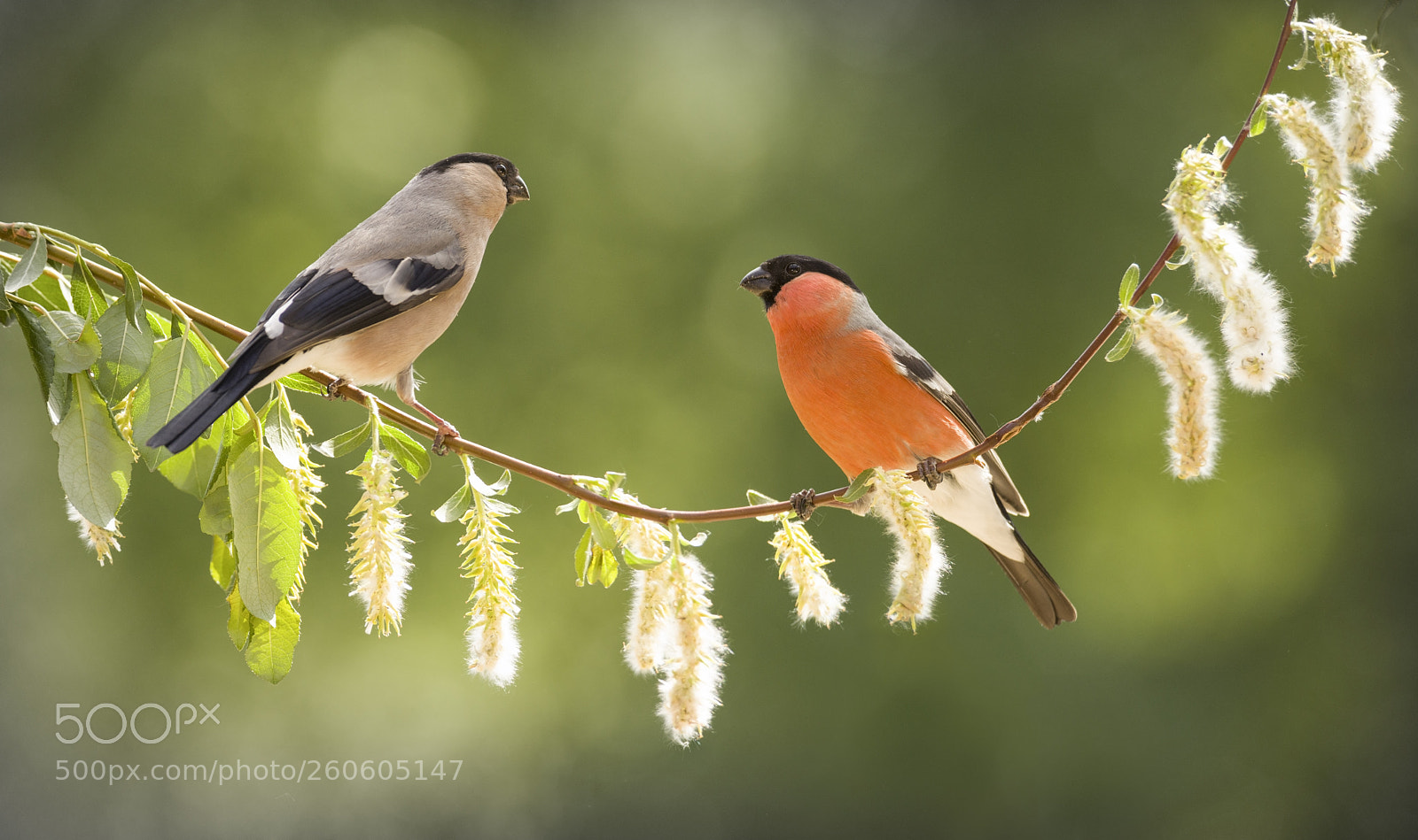 Nikon D810 sample photo. Female and male bullfinch photography