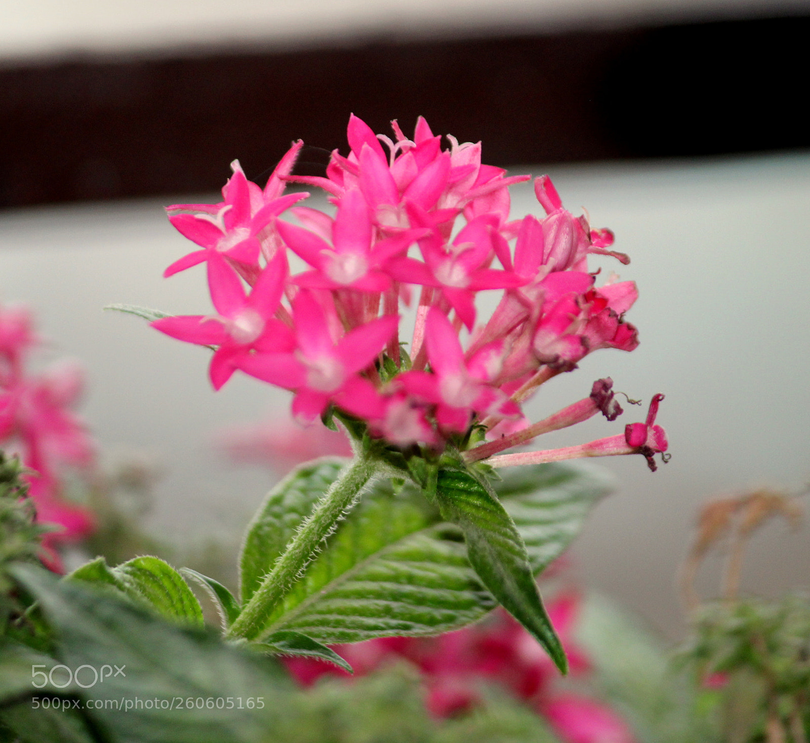 Canon EF-S 55-250mm F4-5.6 IS II sample photo. Awesome blossom photography
