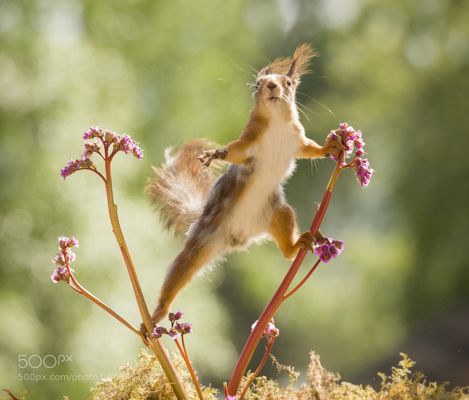 Nikon D810 sample photo. Red squirrel is climbing photography