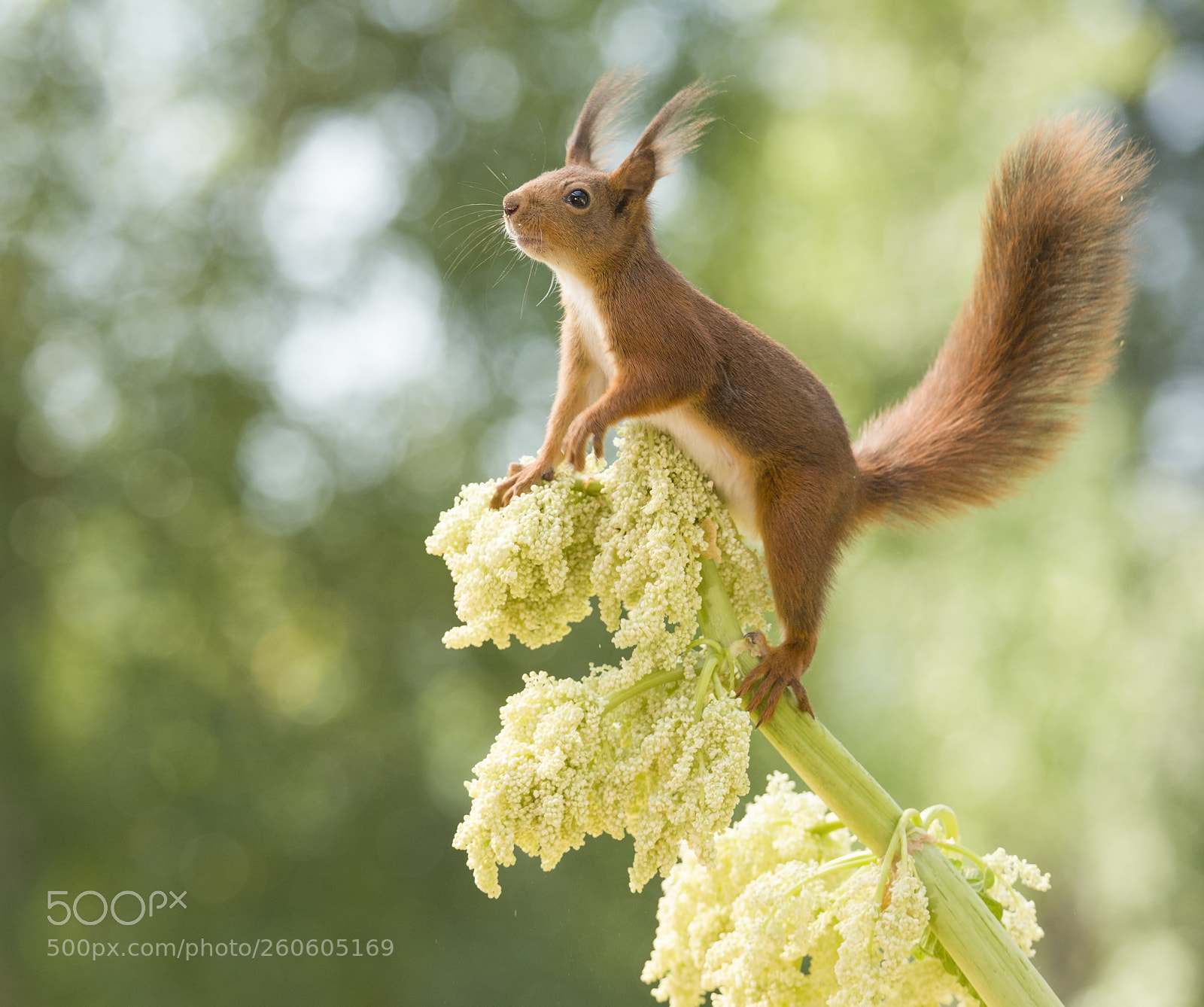 Nikon D810 sample photo. Red squirrel is standing photography